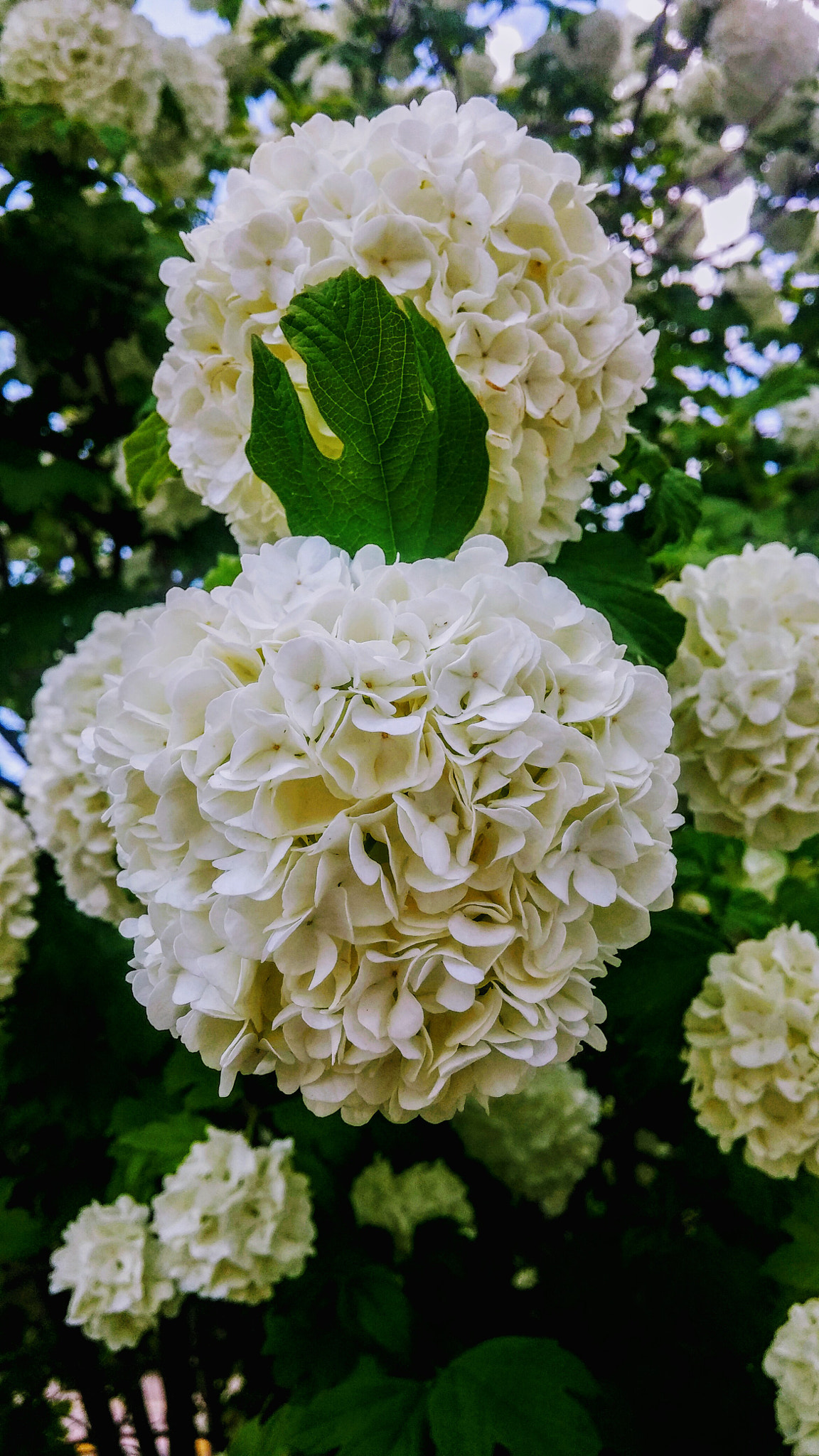 LG G3 sample photo. Beyaz... photography