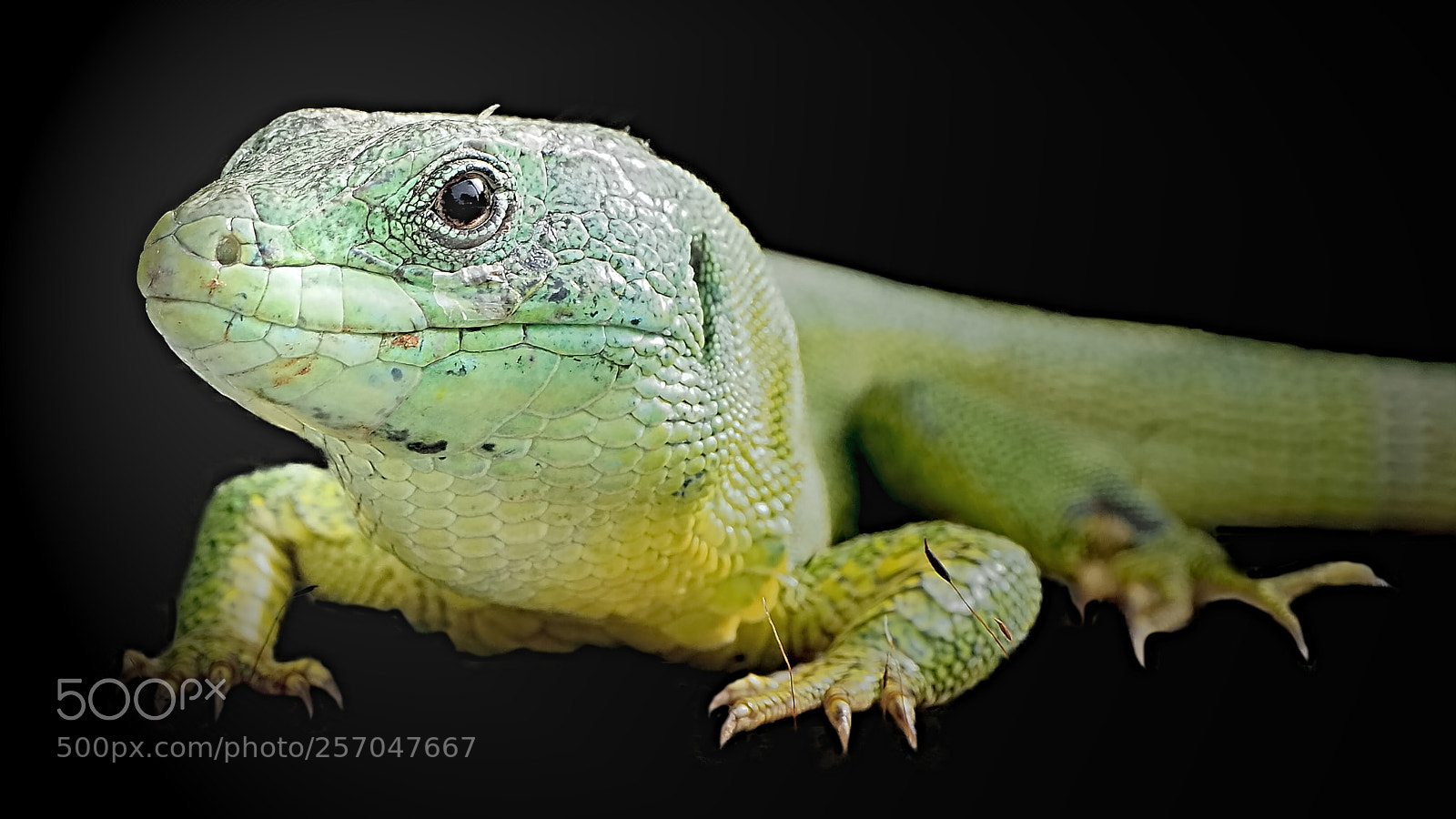Olympus OM-D E-M10 II sample photo. Lizards are coming ! photography