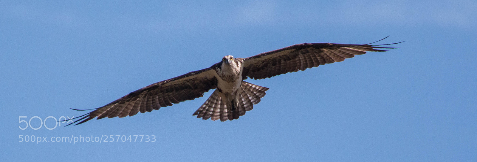 Canon EOS 70D sample photo. Osprey photography