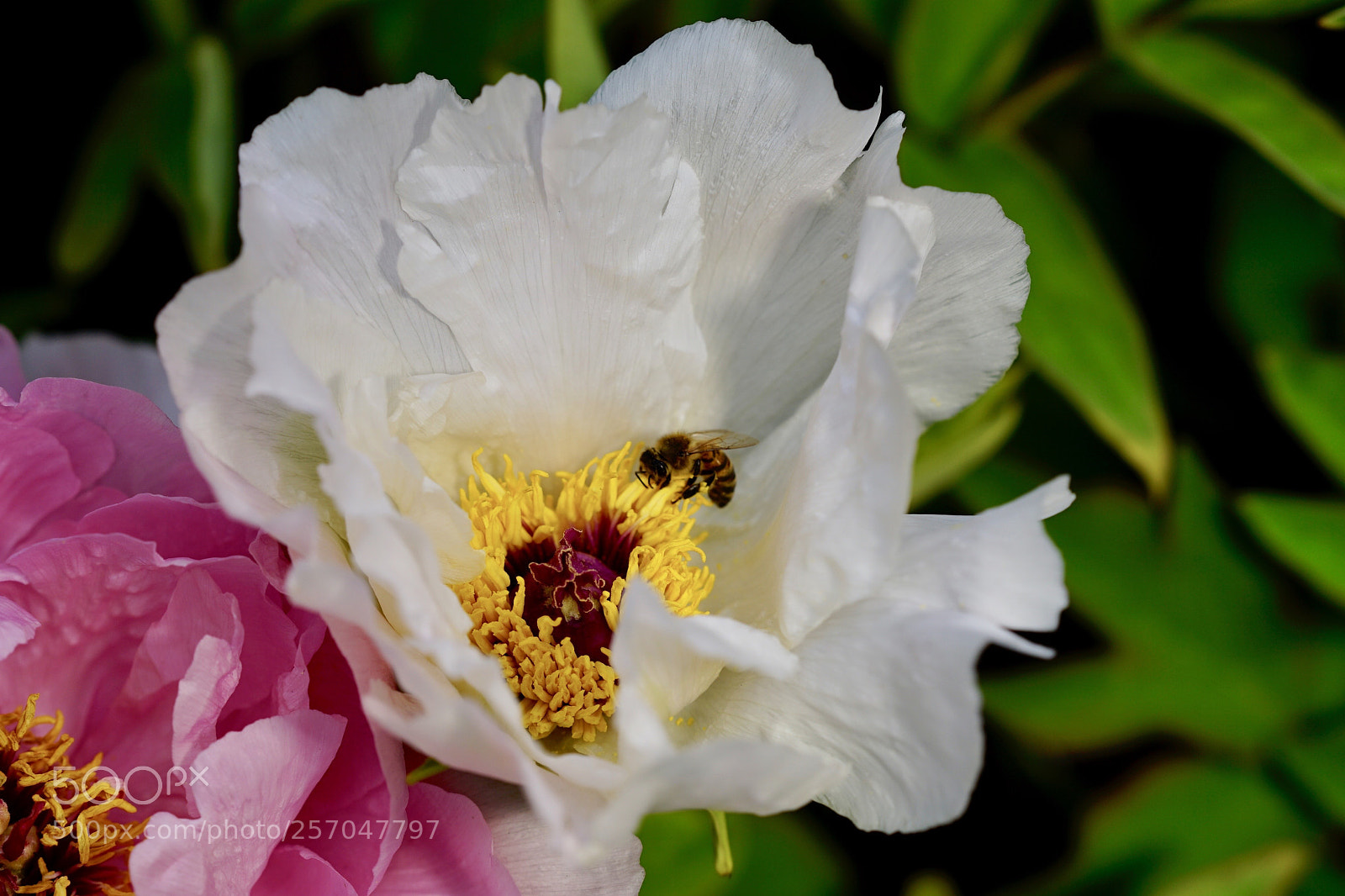 Sony a7 II sample photo. 采蜜 photography