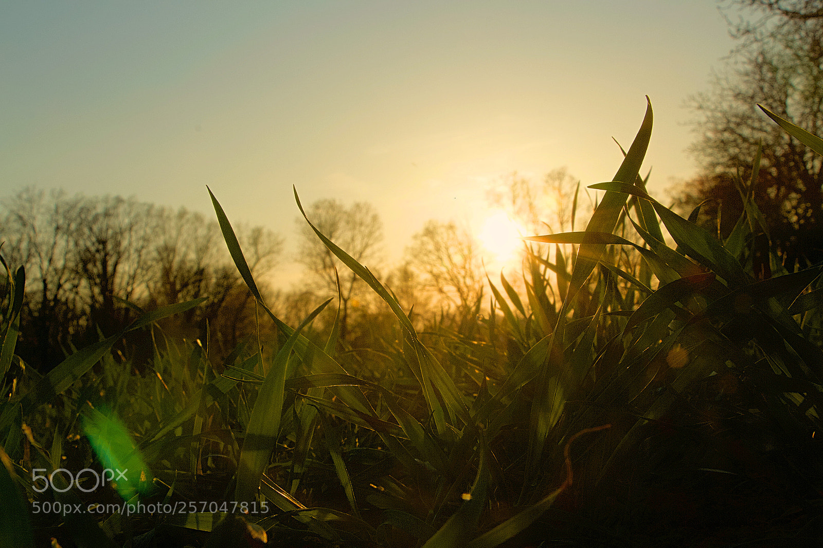 Canon EOS 700D (EOS Rebel T5i / EOS Kiss X7i) sample photo. Sunset in the grass photography
