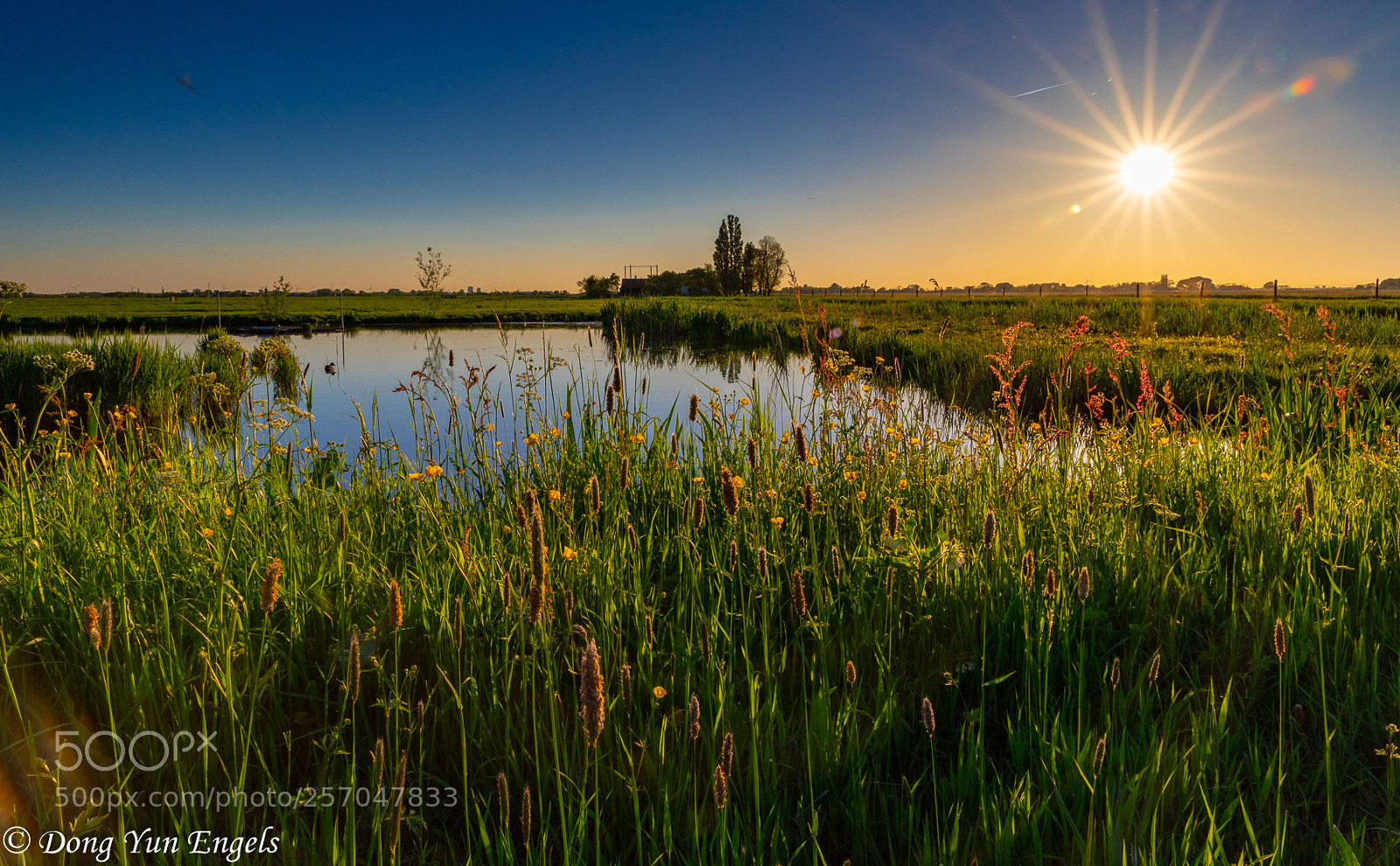 Nikon D750 sample photo. Sunset grasslands vlietlanden photography