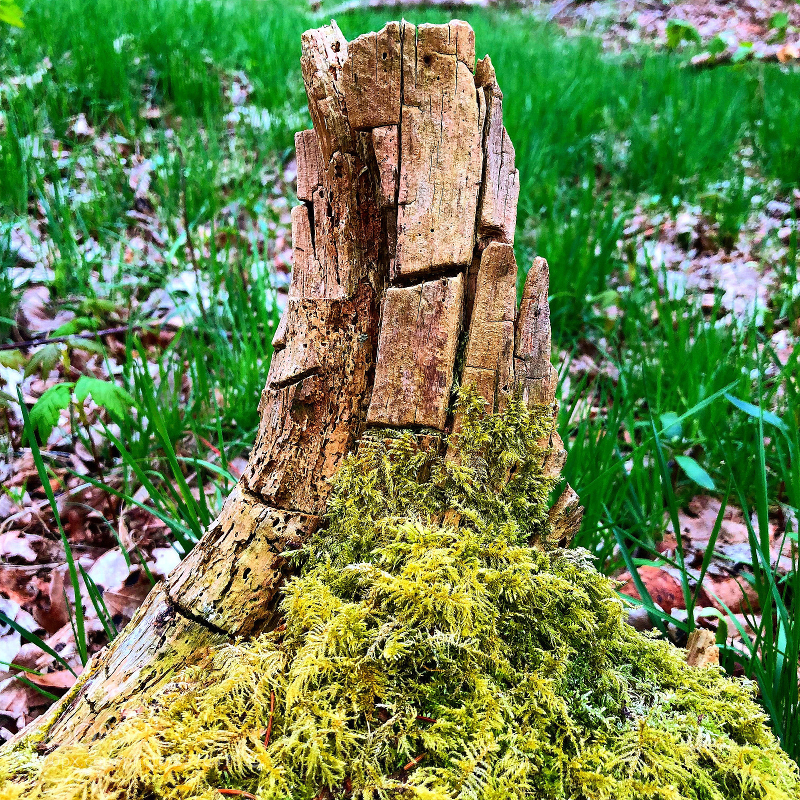 Apple iPhone 8 Plus sample photo. Remains of an old photography