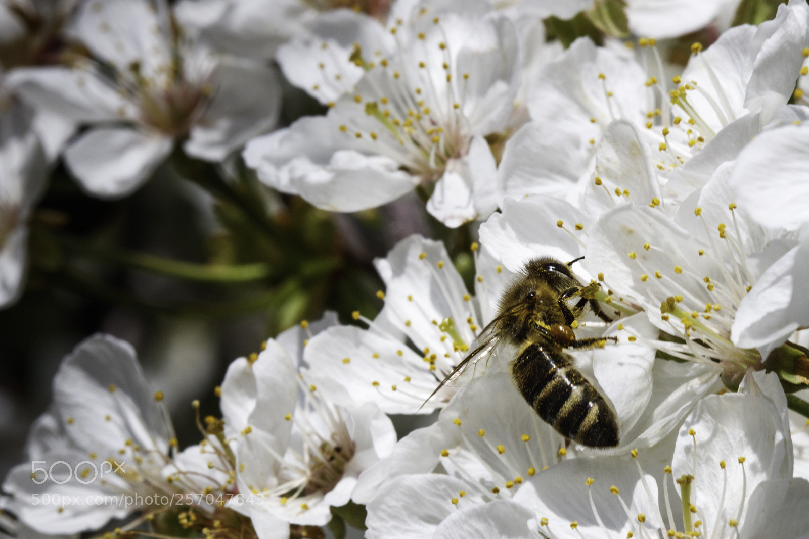 Canon EOS 5DS sample photo. Bee in the cherries photography