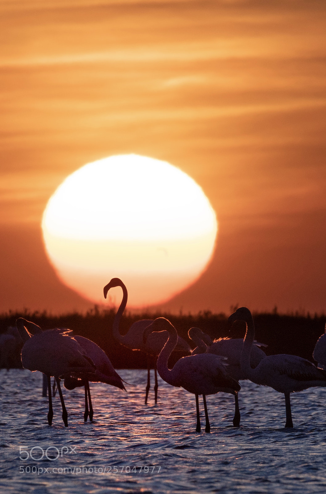 Nikon D500 sample photo. Flamingo in camargue photography
