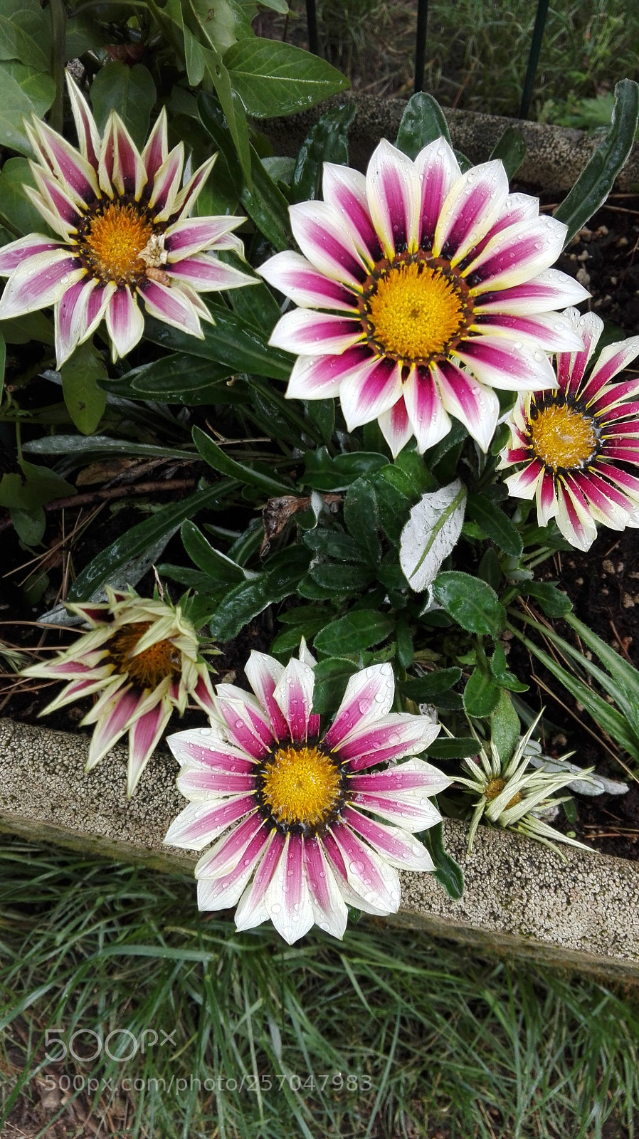 HUAWEI P8 Lite sample photo. Untitled photography