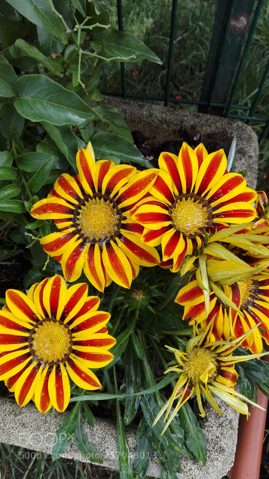 HUAWEI P8 Lite sample photo. Untitled photography