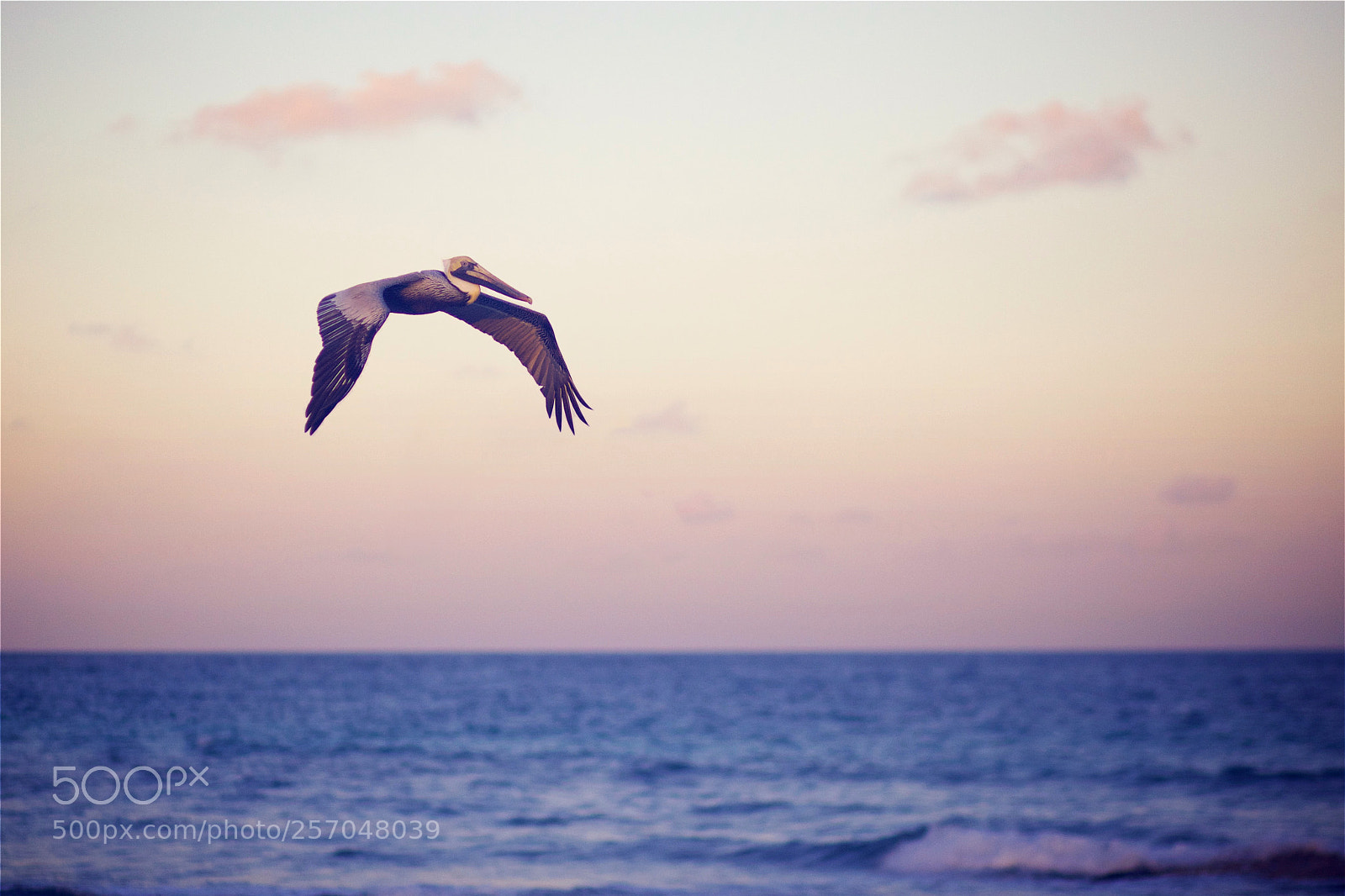 Canon EOS 5D Mark II sample photo. Sunset flight photography