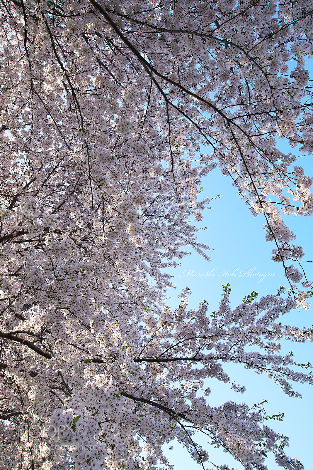Nikon D610 sample photo. Sakura sky photography