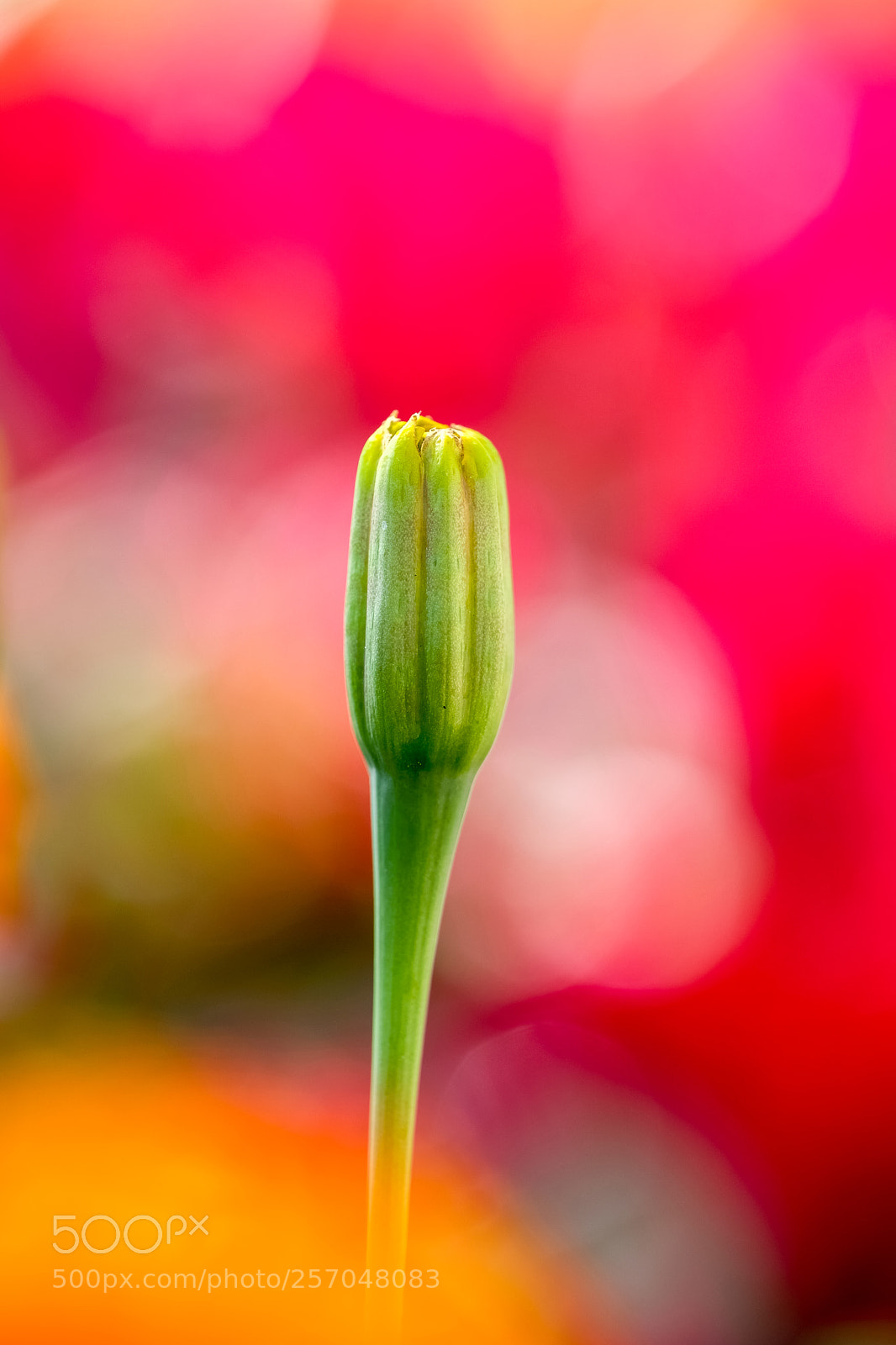 Fujifilm X-H1 sample photo. Growing up photography