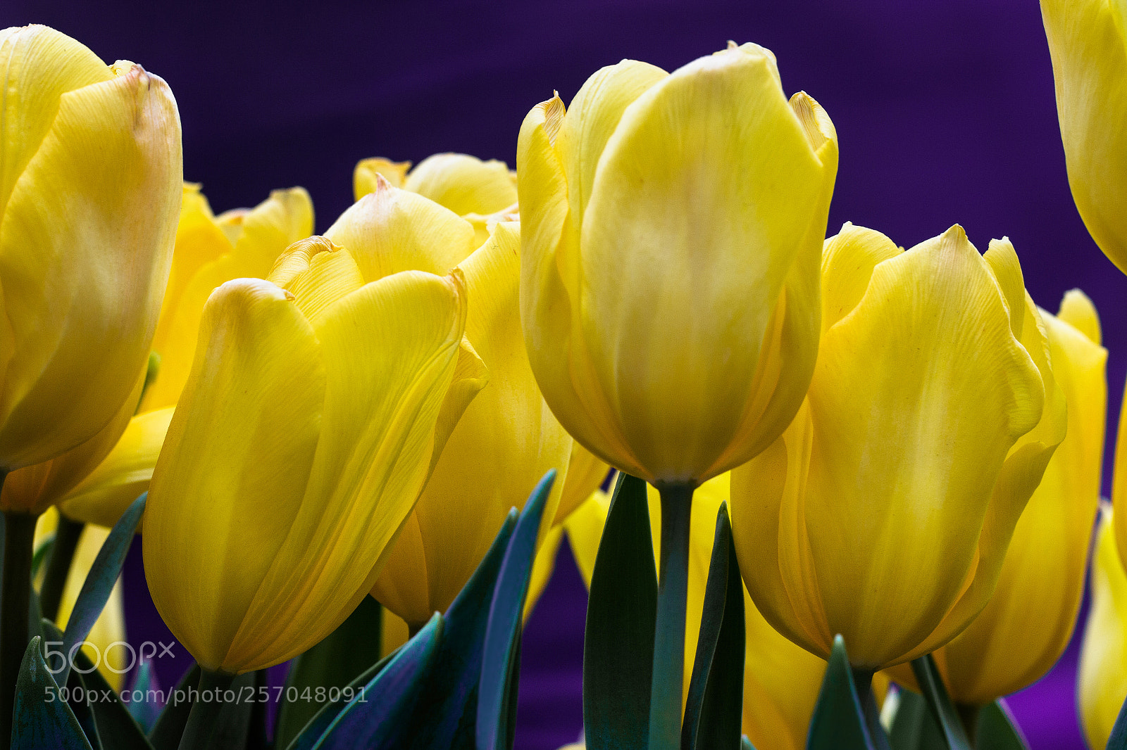 Canon EOS 70D sample photo. Yellow tulips photography