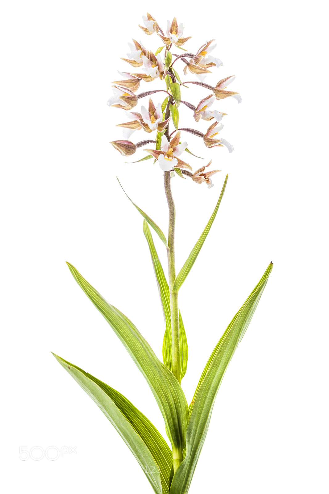 Canon EOS 5D Mark II sample photo. Sumpfst ndelwurz i epipactis photography