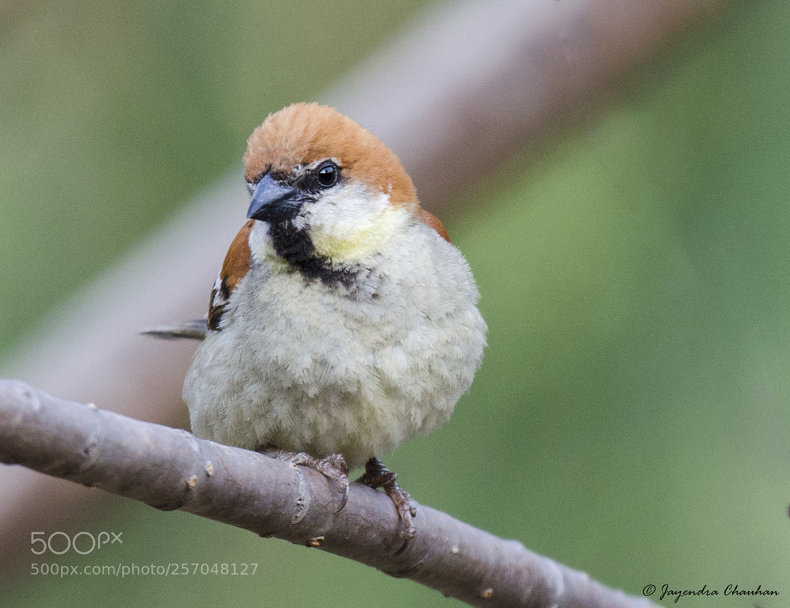 Nikon D5100 sample photo. Russet sparrow photography