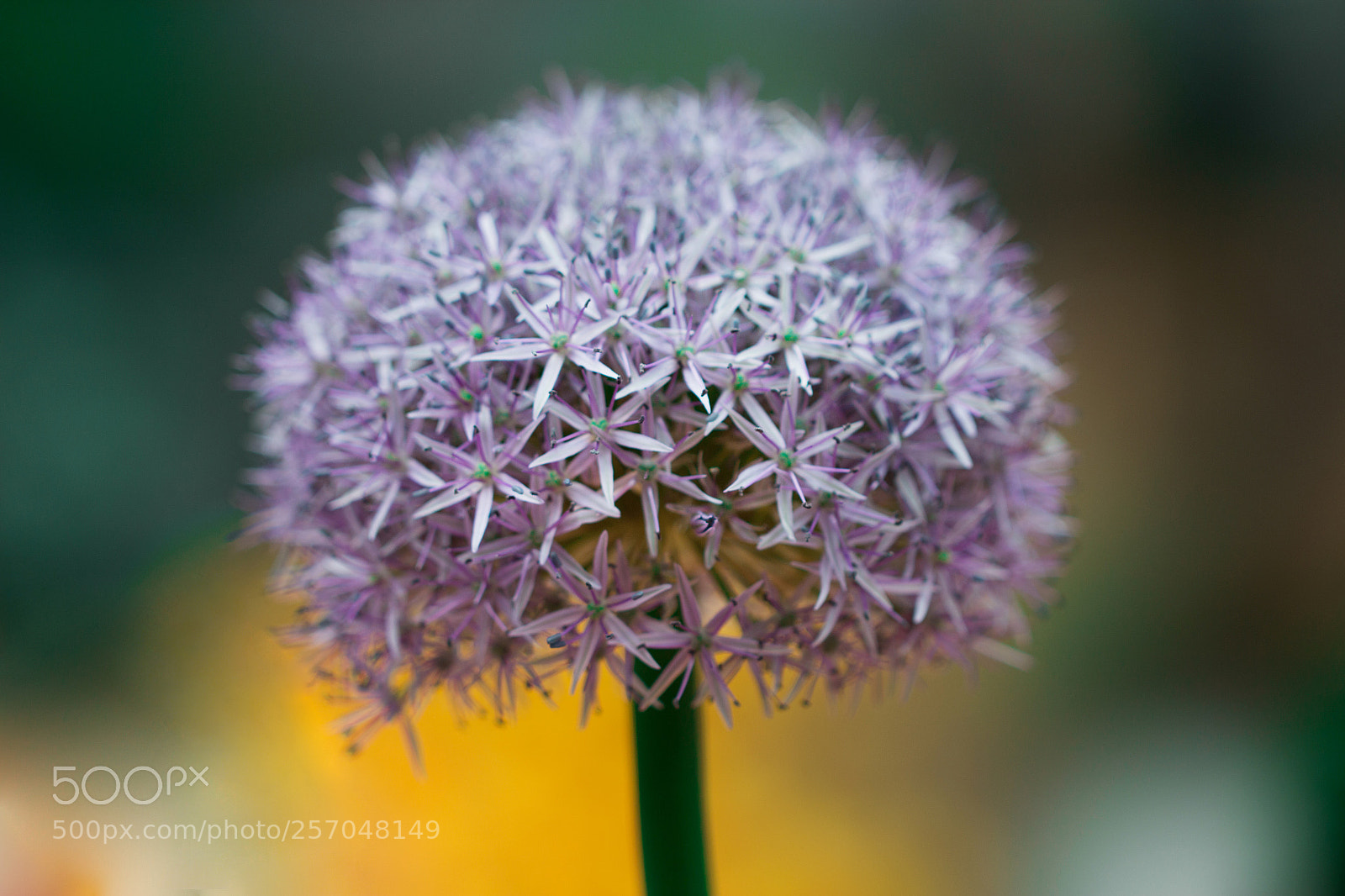 Canon EOS 70D sample photo. Purple flower photography