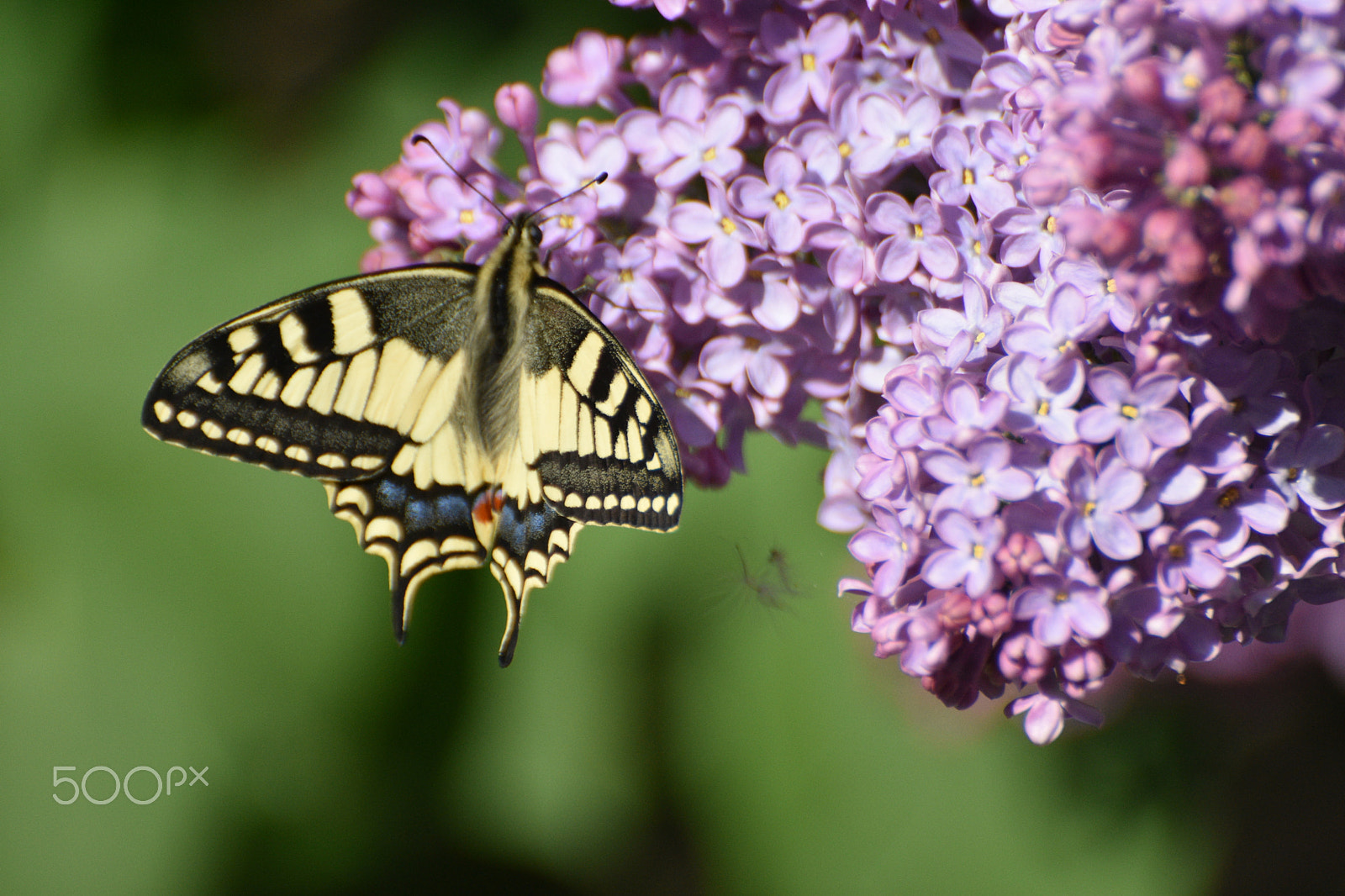 Nikon D7200 sample photo. Nectar photography