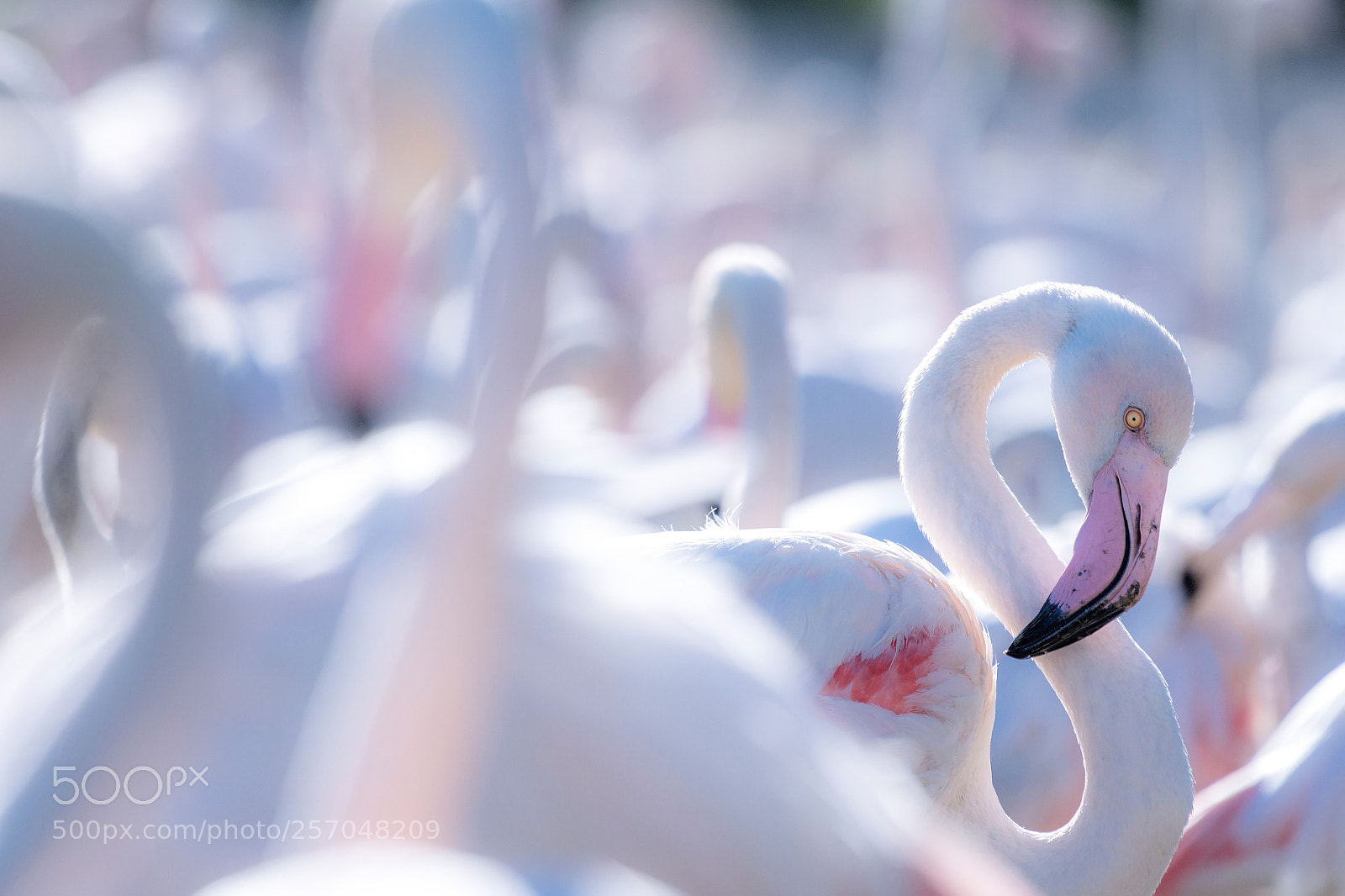 Nikon D500 sample photo. Flamingo photography