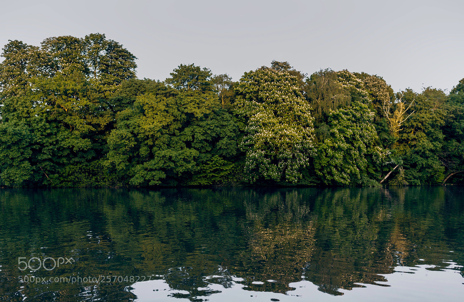 Canon EOS-1D X sample photo. Forest and river photography