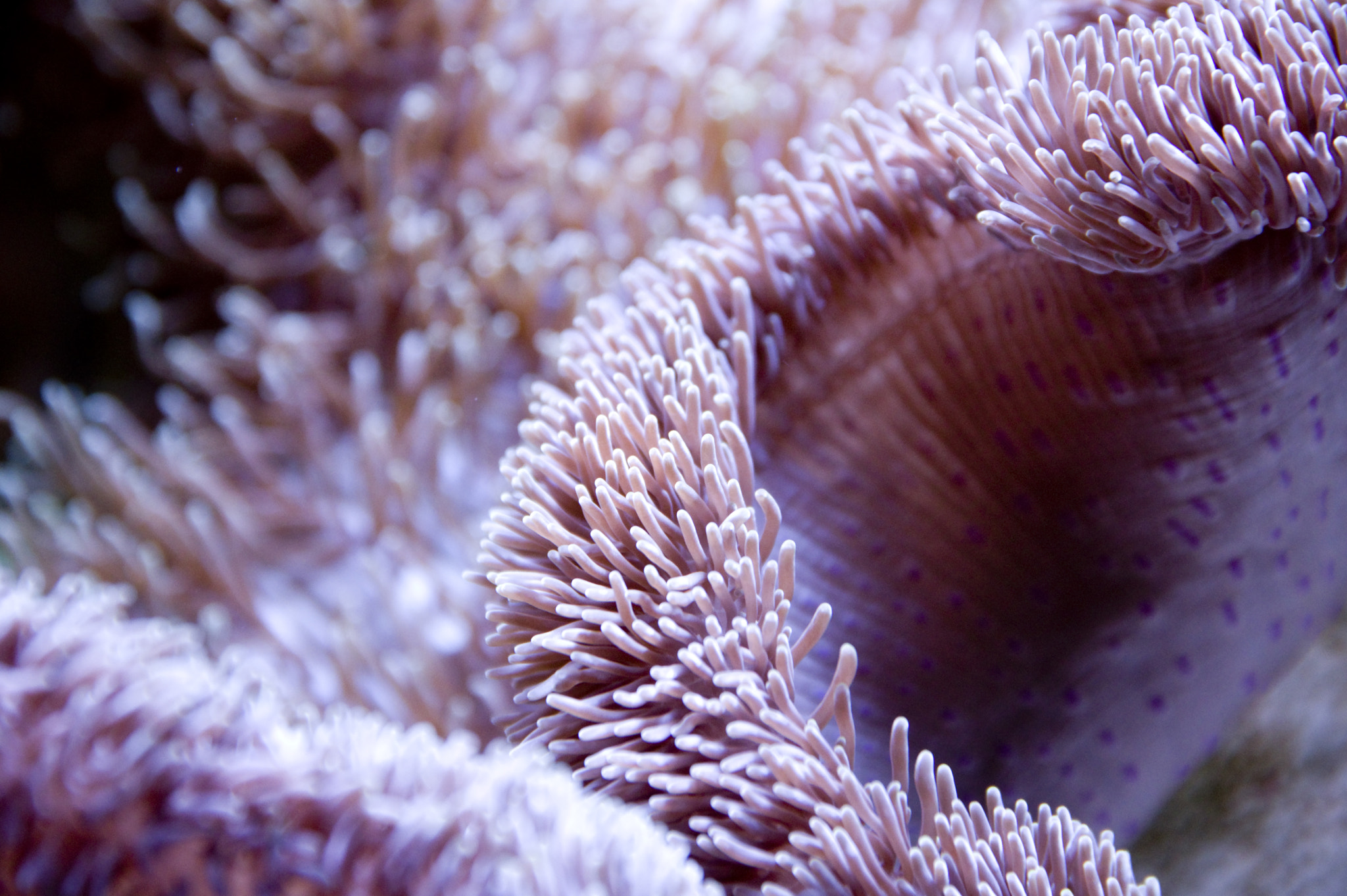 Pentax KP sample photo. Carpet anemone photography