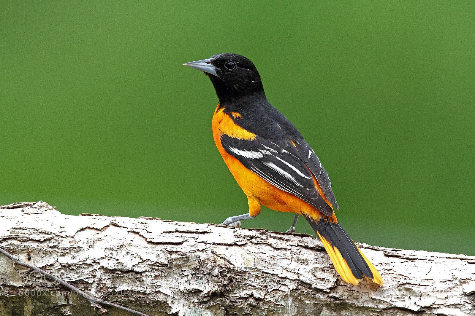 Canon EOS 7D sample photo. Baltimore oriole photography