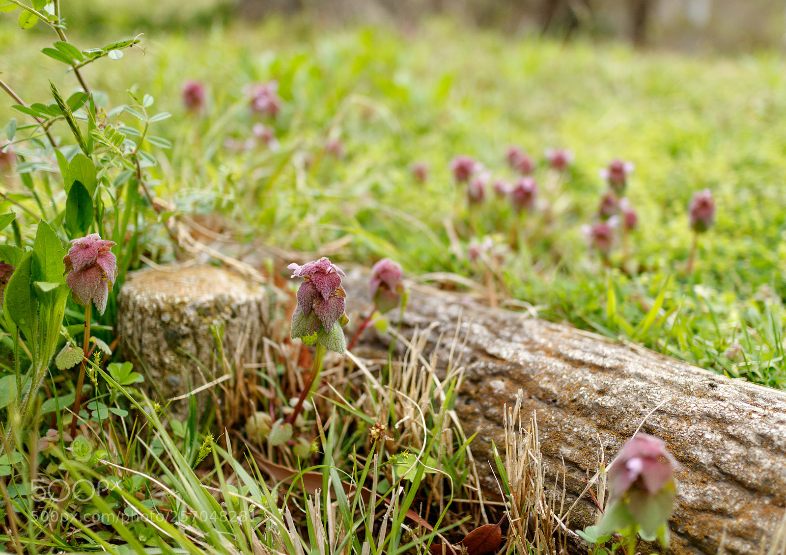 Canon EOS M3 sample photo. In the forest photography