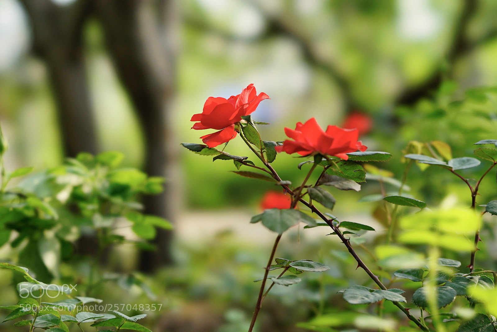 Sony a7 II sample photo. 花红叶绿 photography
