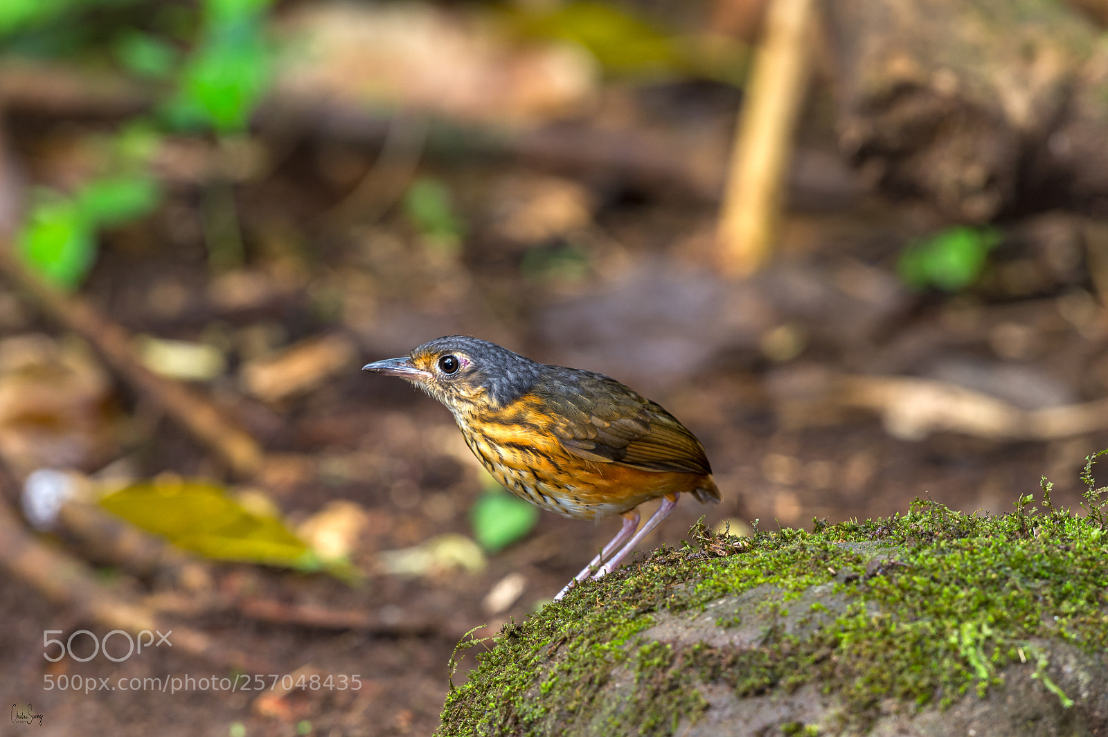 Nikon D4 sample photo. Thicket antpitta photography