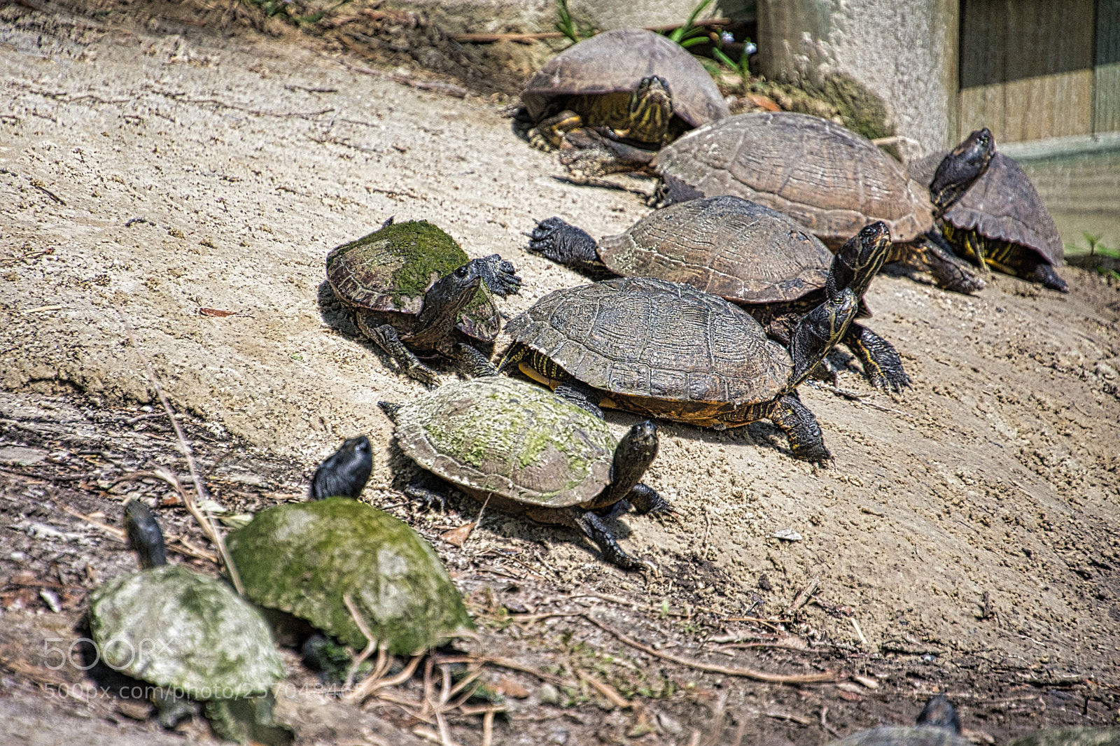 Nikon D7200 sample photo. A literal herd of photography