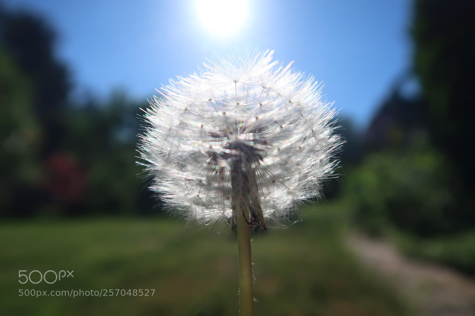Canon PowerShot G7 X Mark II sample photo. Dandelion photography