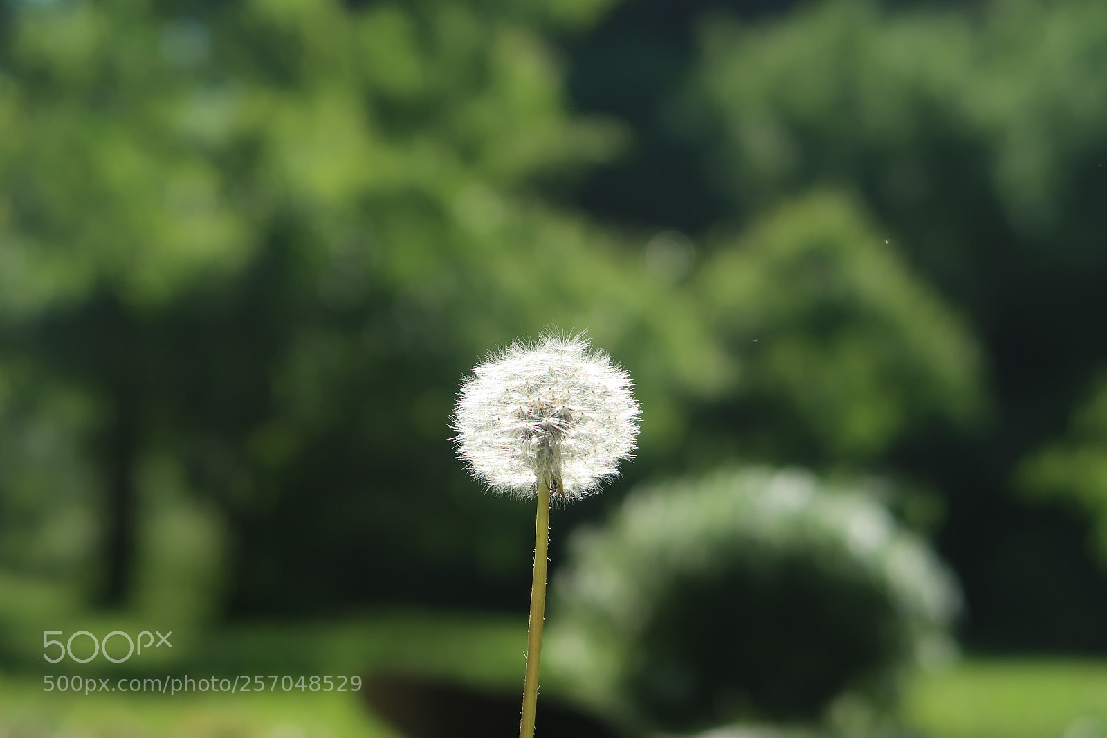 Canon PowerShot G7 X Mark II sample photo. Dandelion in tele photography