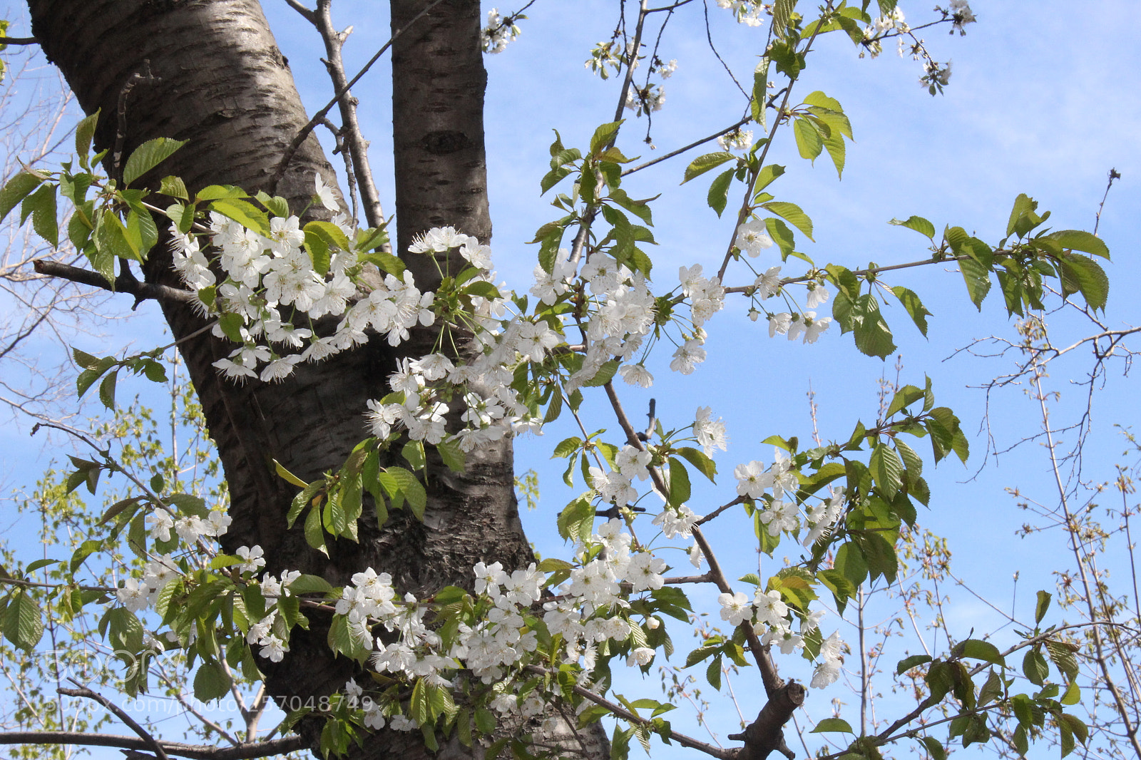 Canon EOS 1200D (EOS Rebel T5 / EOS Kiss X70 / EOS Hi) sample photo. Img photography
