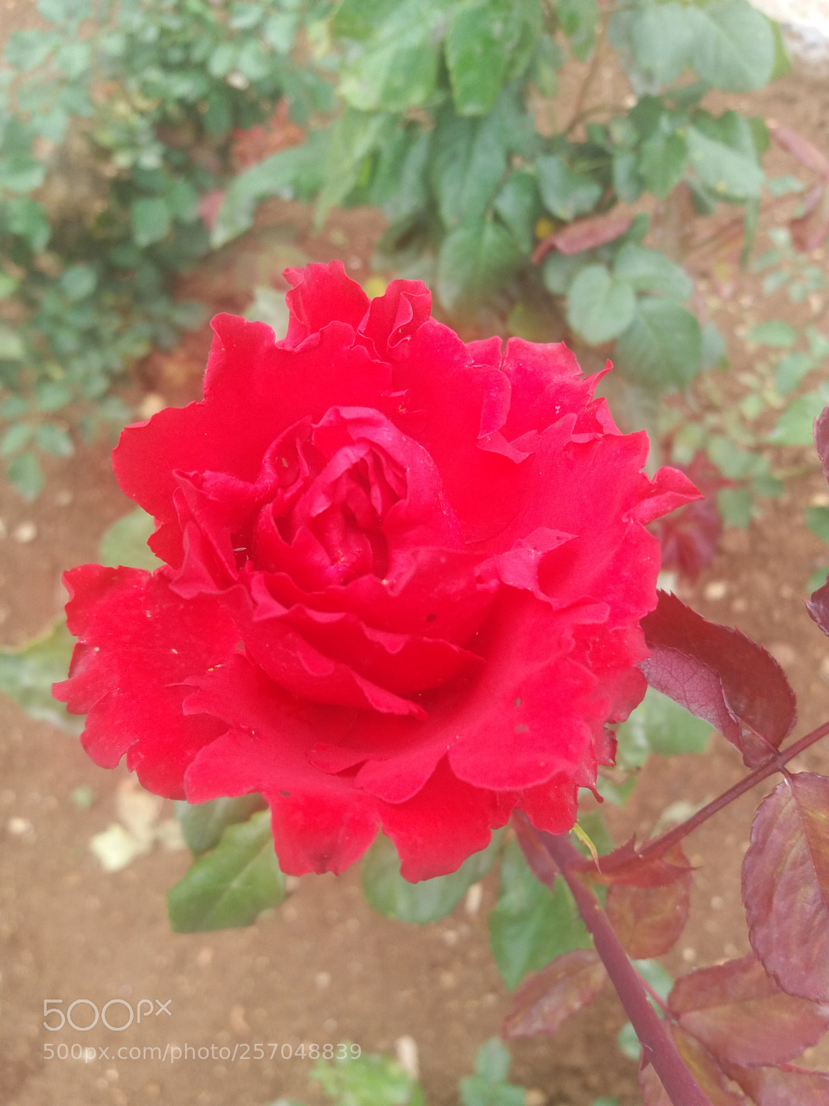 Samsung Galaxy J5(2016) sample photo. Le rouge. photography
