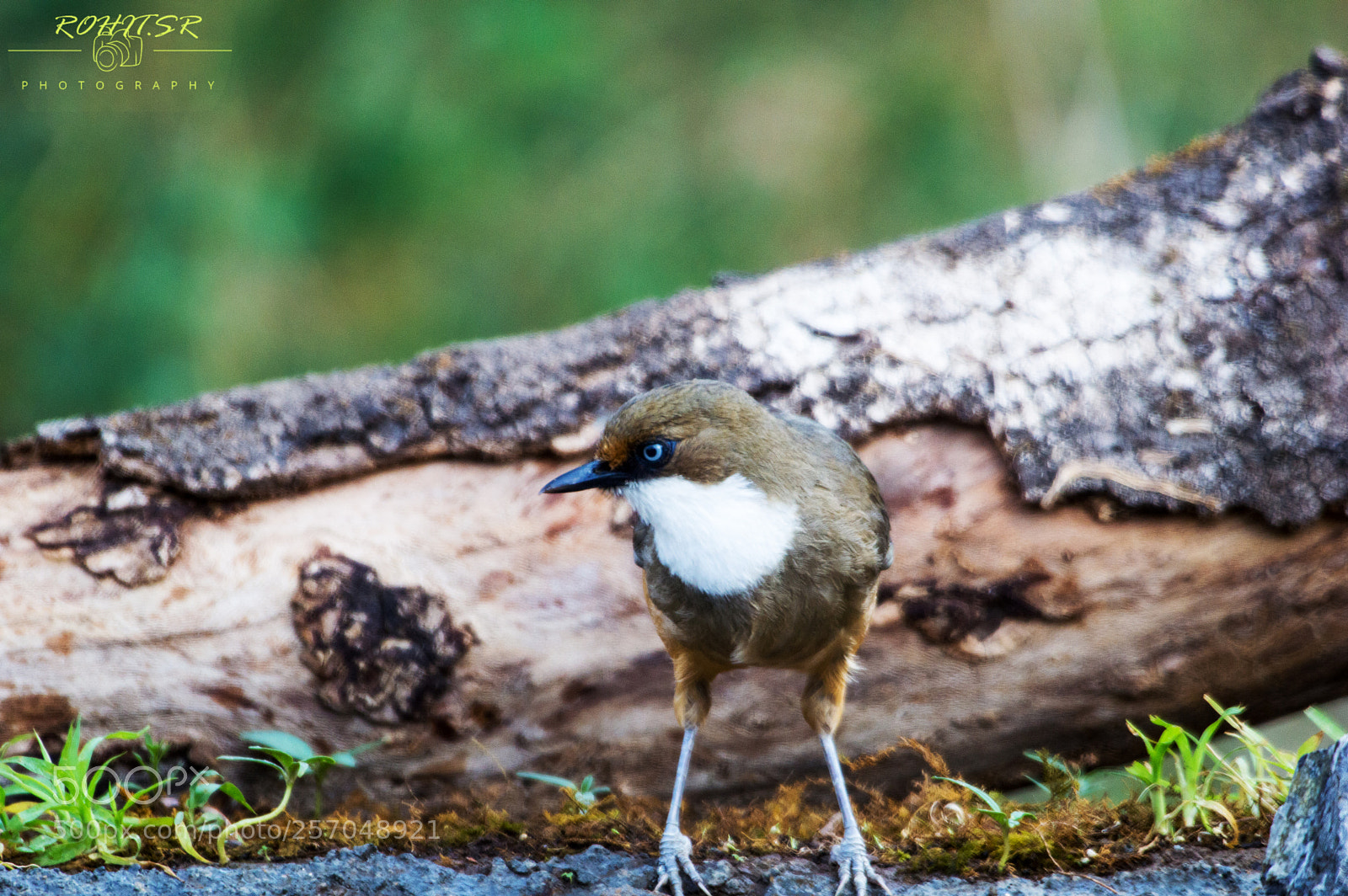 Nikon D3200 sample photo. White throated laughing thrush photography