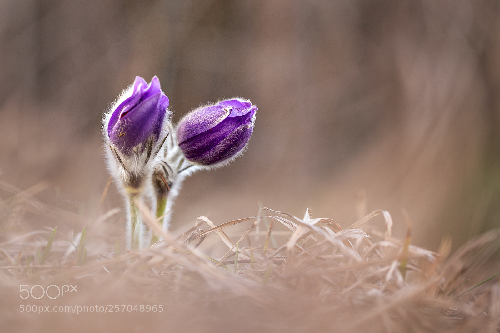Canon EOS 6D sample photo. Pulsatilla slavica photography