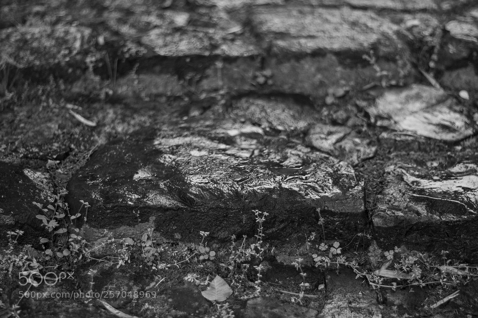 Leica M9 sample photo. The shading #9 photography