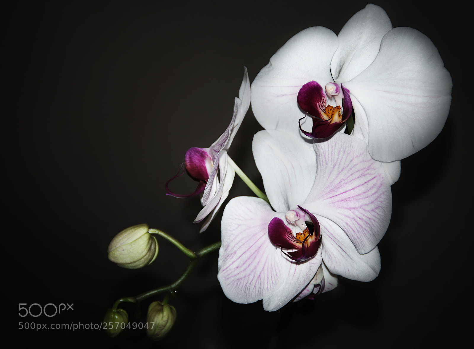Canon EOS 7D sample photo. Archidea photography