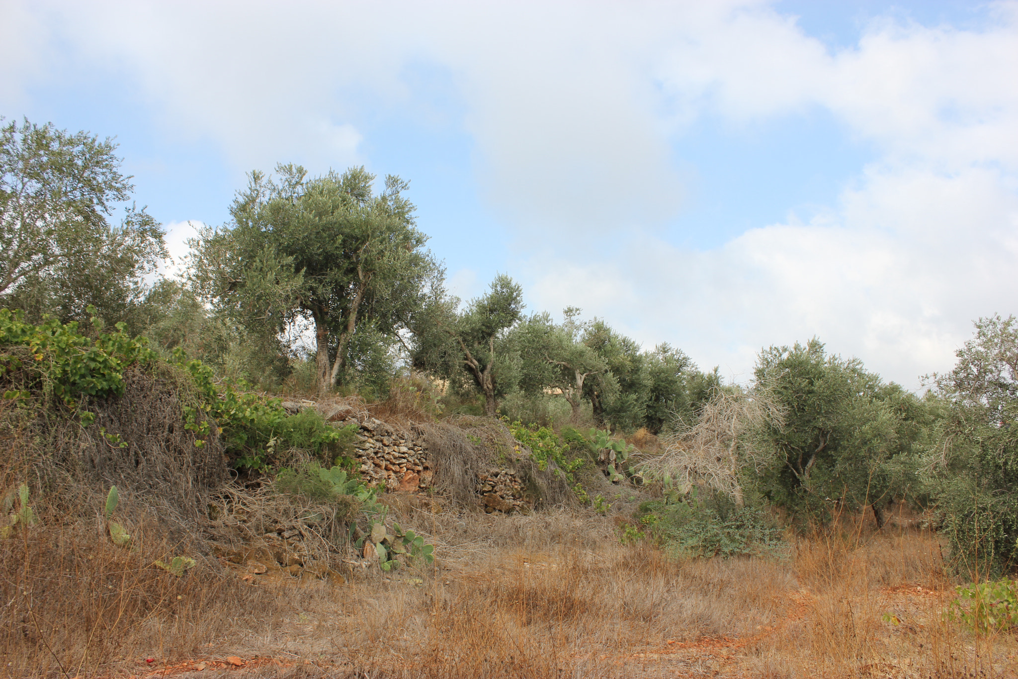 Canon EOS 550D (EOS Rebel T2i / EOS Kiss X4) sample photo. Img photography
