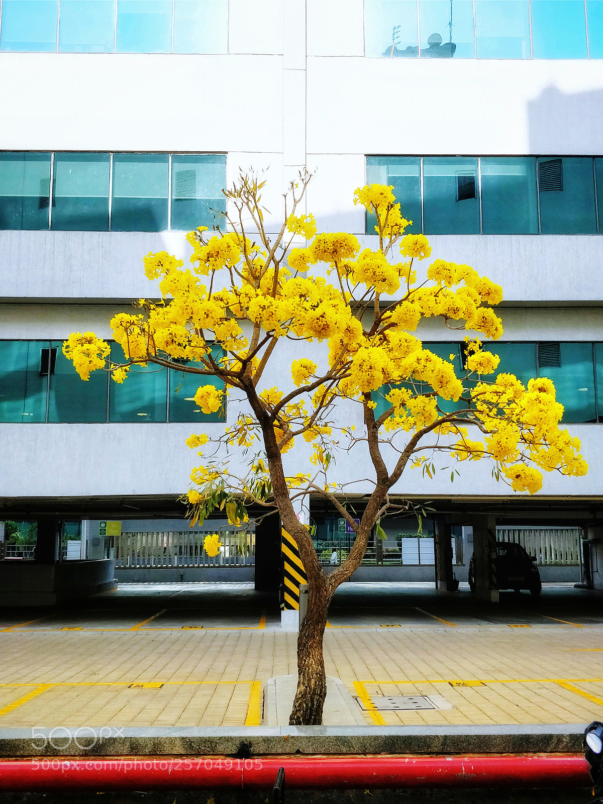 OnePlus 5T sample photo. Blooming flowers photography