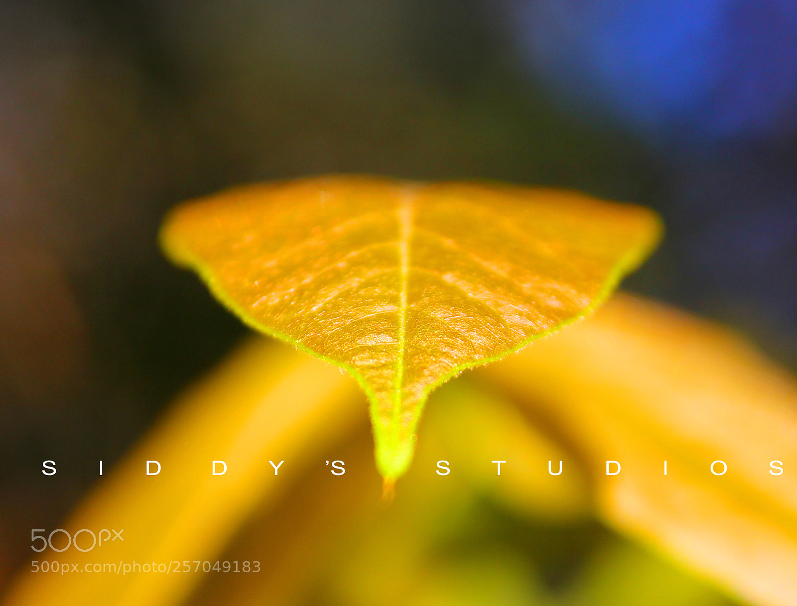 Canon EOS 550D (EOS Rebel T2i / EOS Kiss X4) sample photo. Golden leaves photography