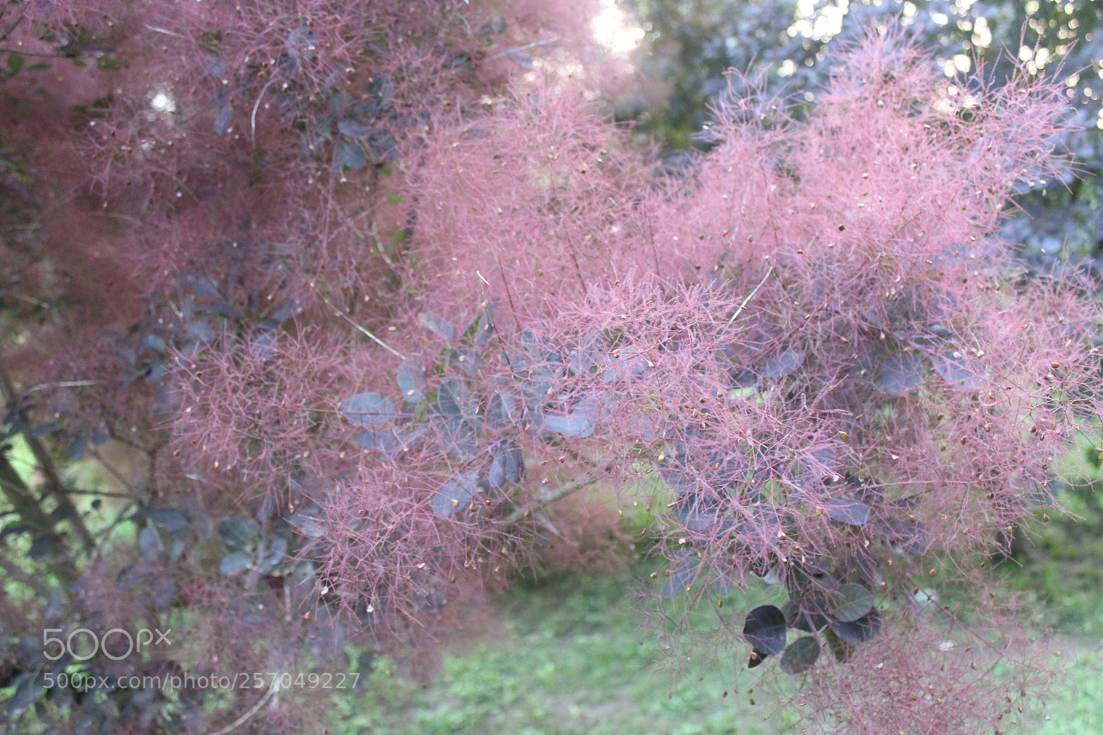 Canon EOS 1200D (EOS Rebel T5 / EOS Kiss X70 / EOS Hi) sample photo. Img photography