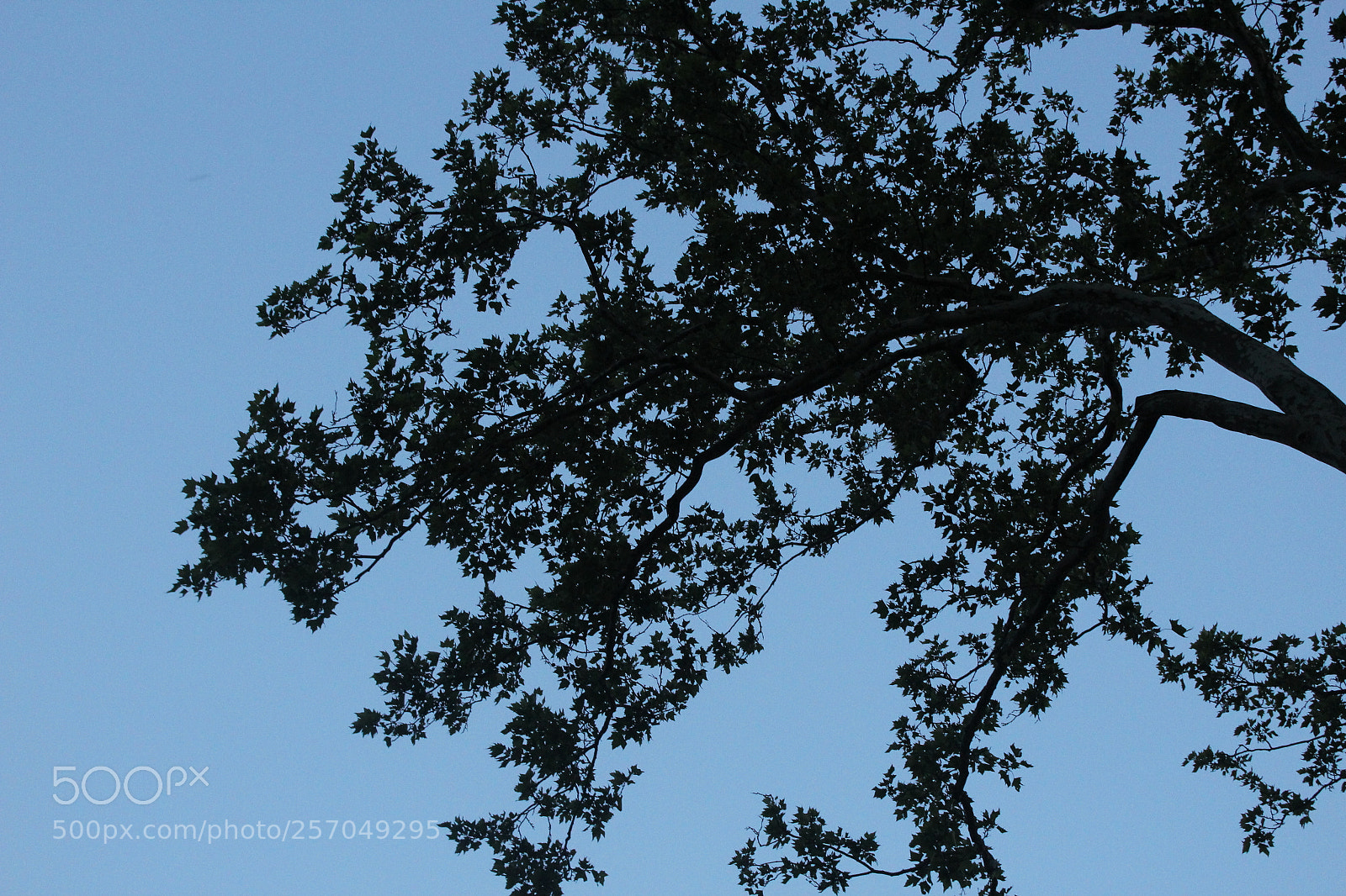 Canon EOS 1200D (EOS Rebel T5 / EOS Kiss X70 / EOS Hi) sample photo. Img photography