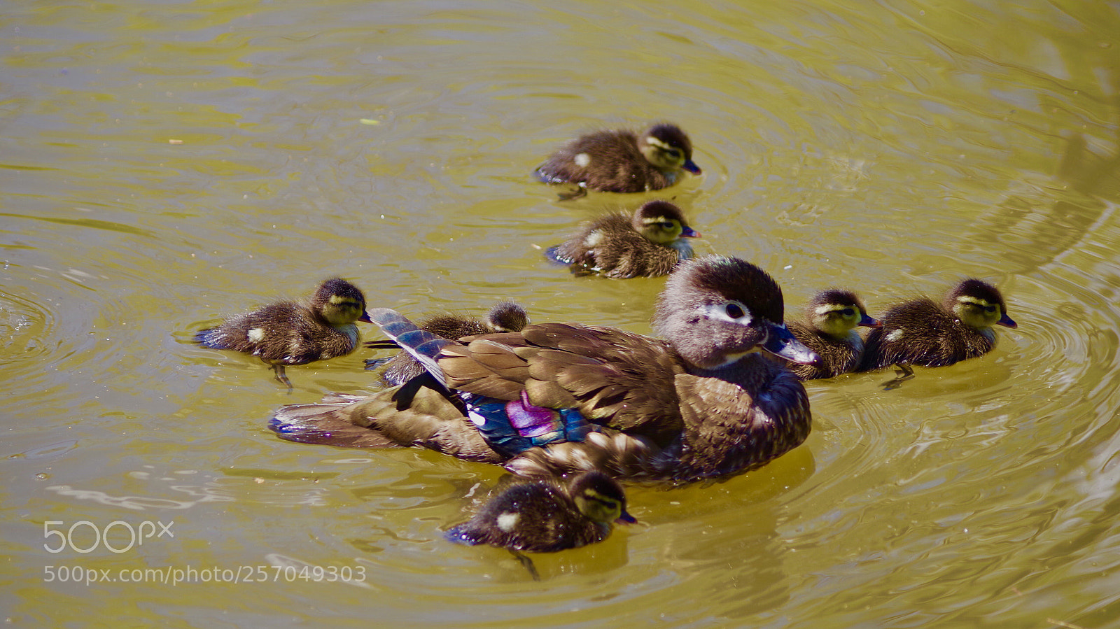 Pentax K-1 sample photo. Family photography