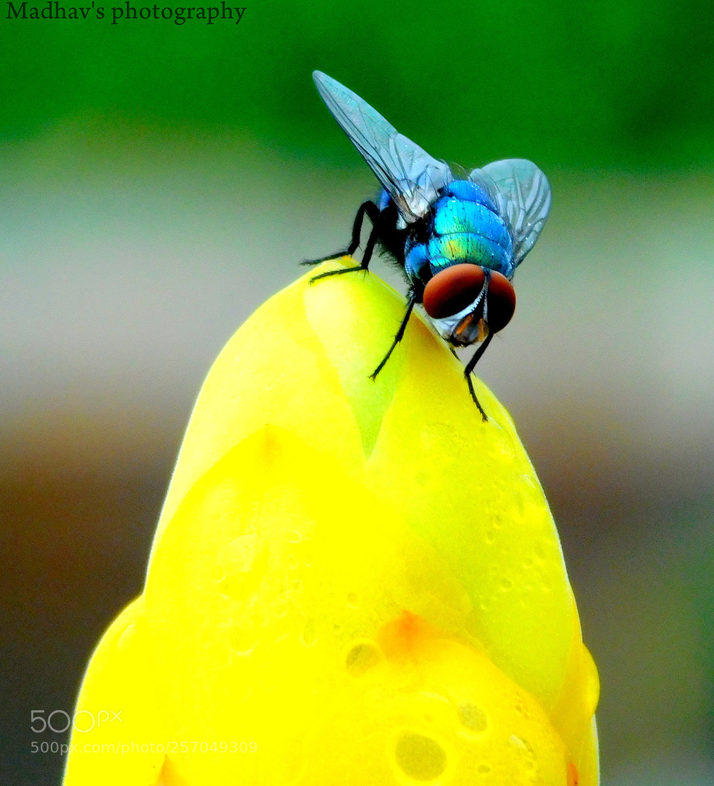 Nikon Coolpix L840 sample photo. Macro beauty photography