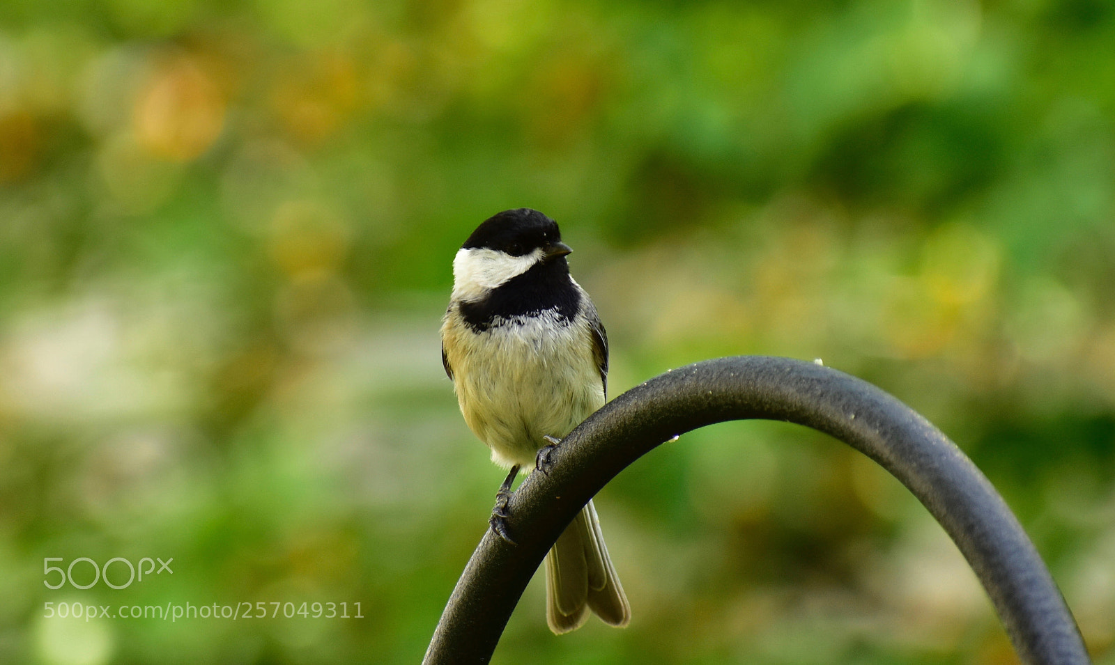 Nikon D3400 sample photo. Backyard birdwatcher photography
