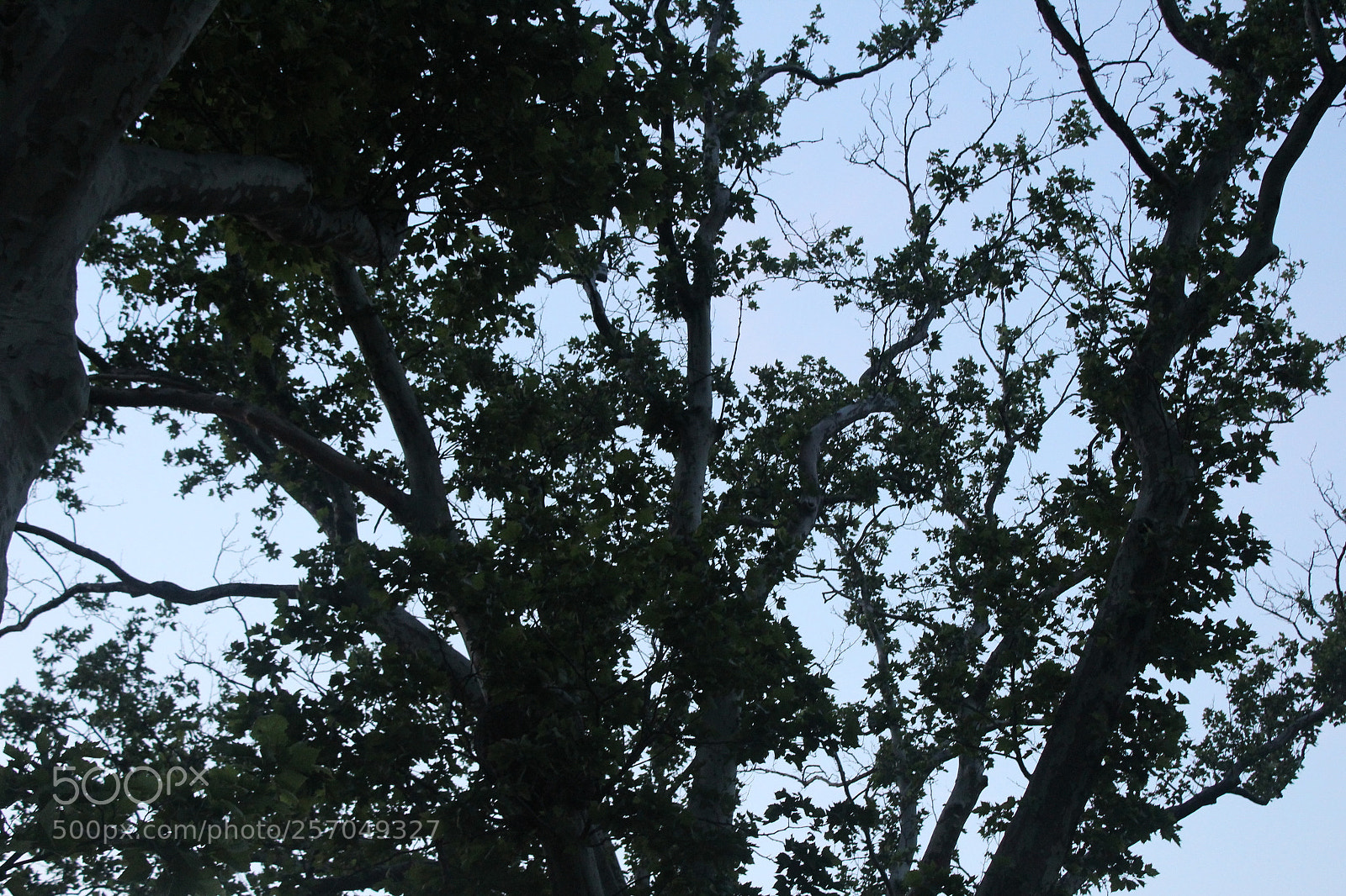 Canon EOS 1200D (EOS Rebel T5 / EOS Kiss X70 / EOS Hi) sample photo. Img photography