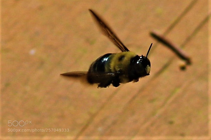 Canon EOS 1300D (EOS Rebel T6 / EOS Kiss X80) sample photo. Bee in mid flight photography