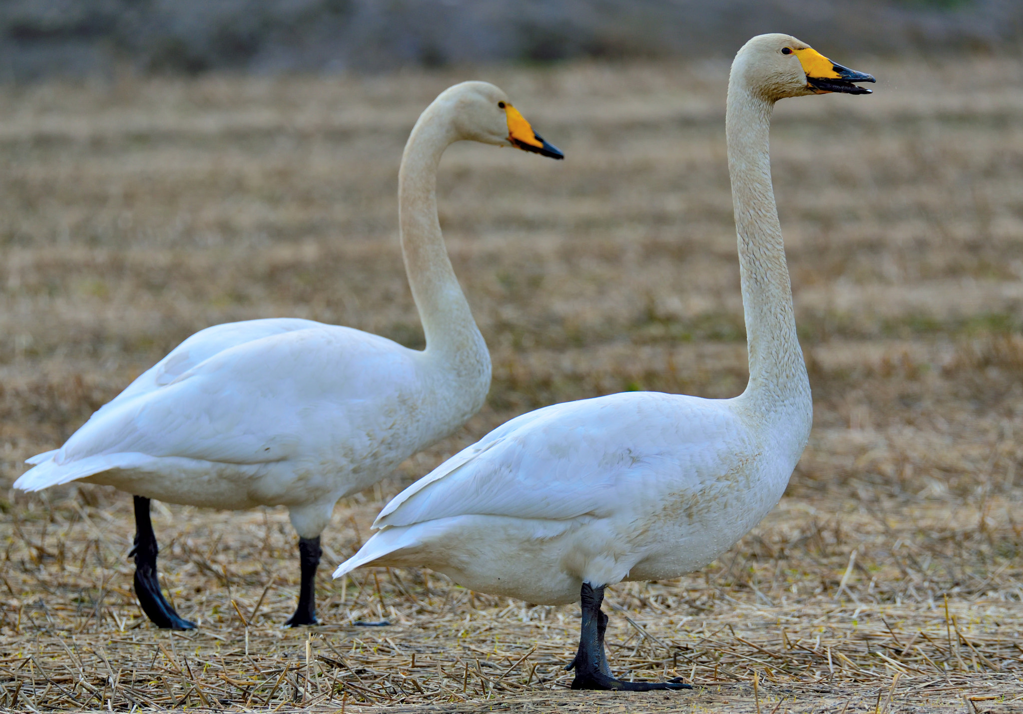 Sigma 150-600mm F5-6.3 DG OS HSM | S sample photo. We two photography