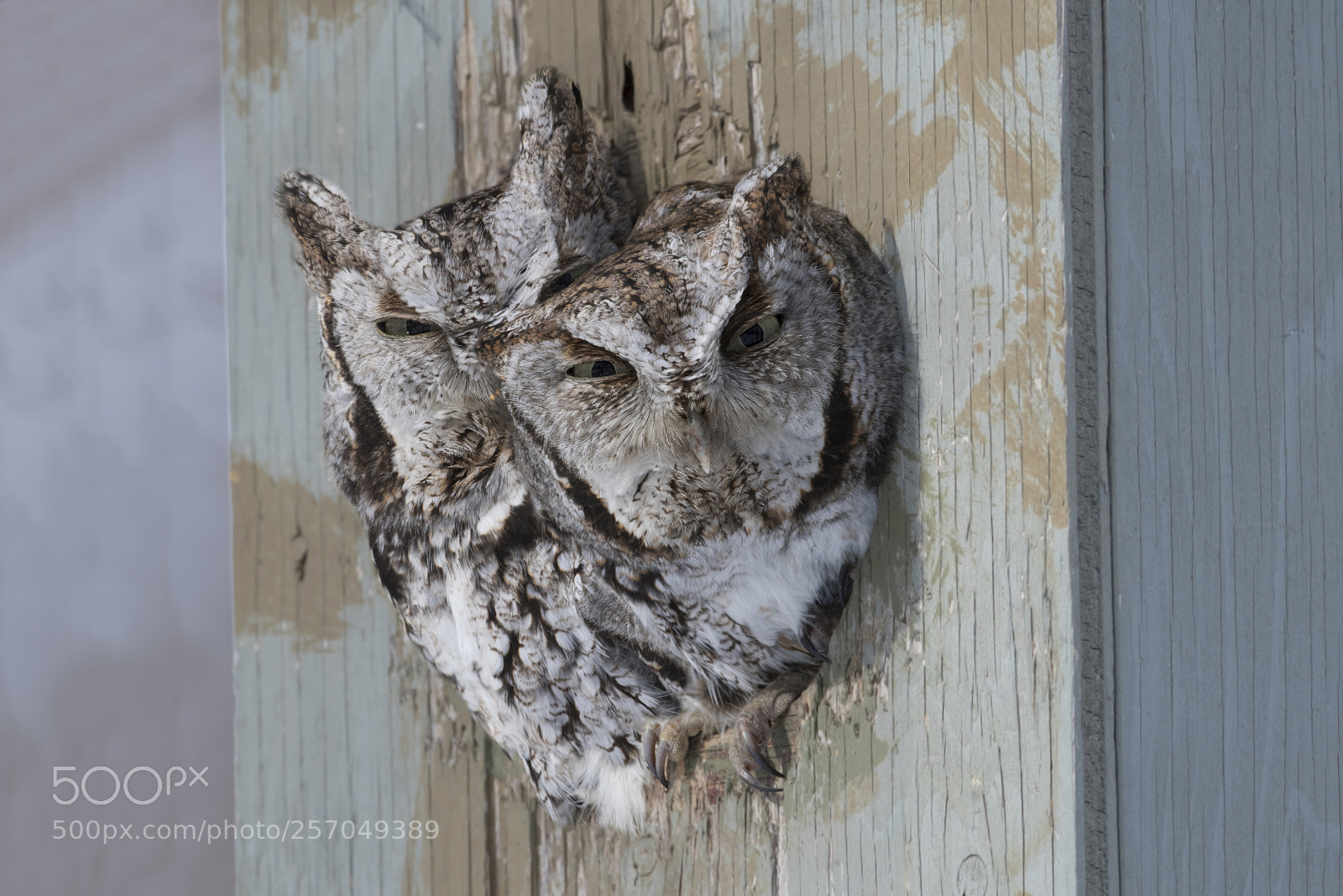 Nikon D500 sample photo. Petit duc macule eastern photography