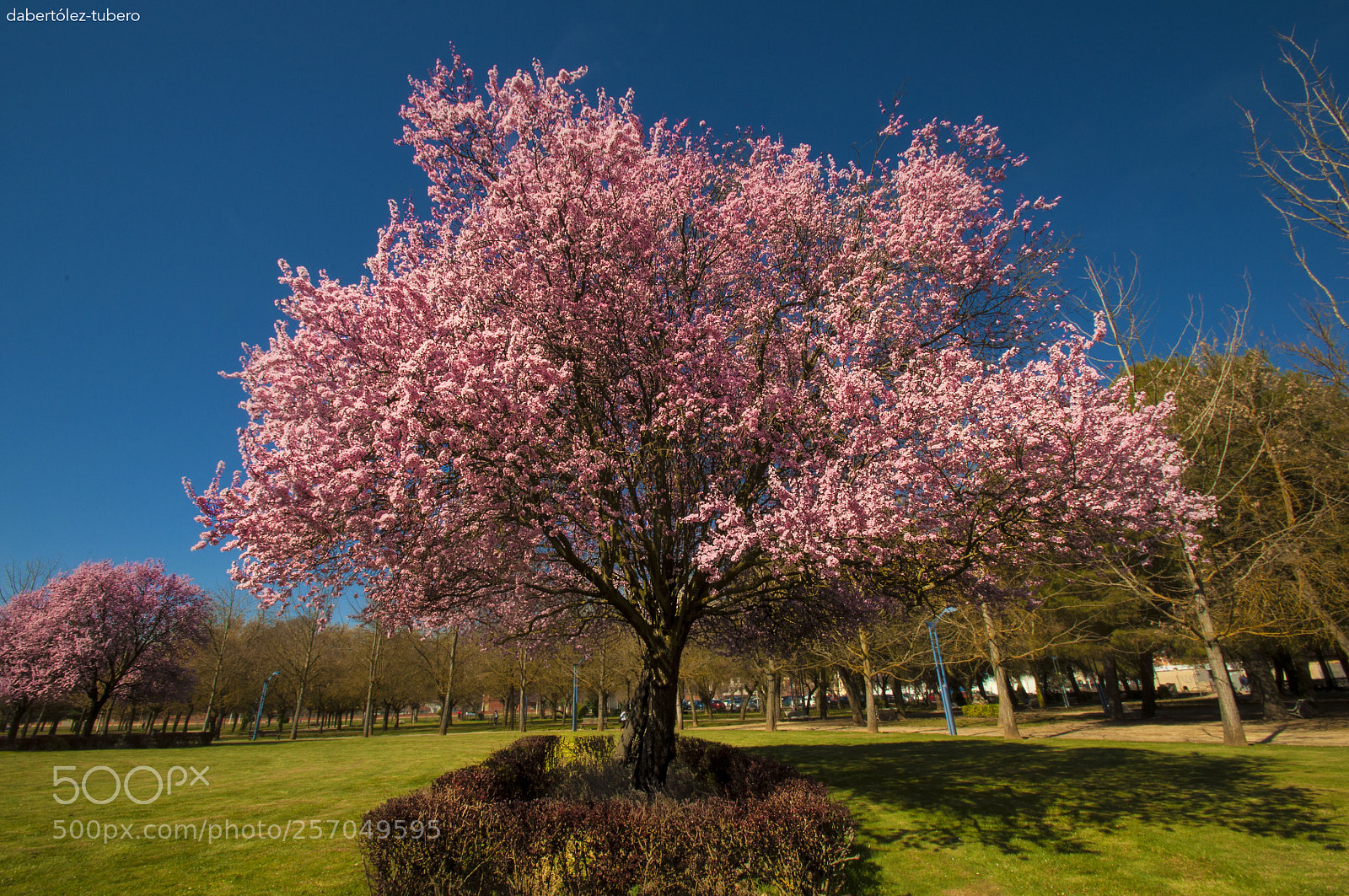 Nikon D90 sample photo. Spring.... photography