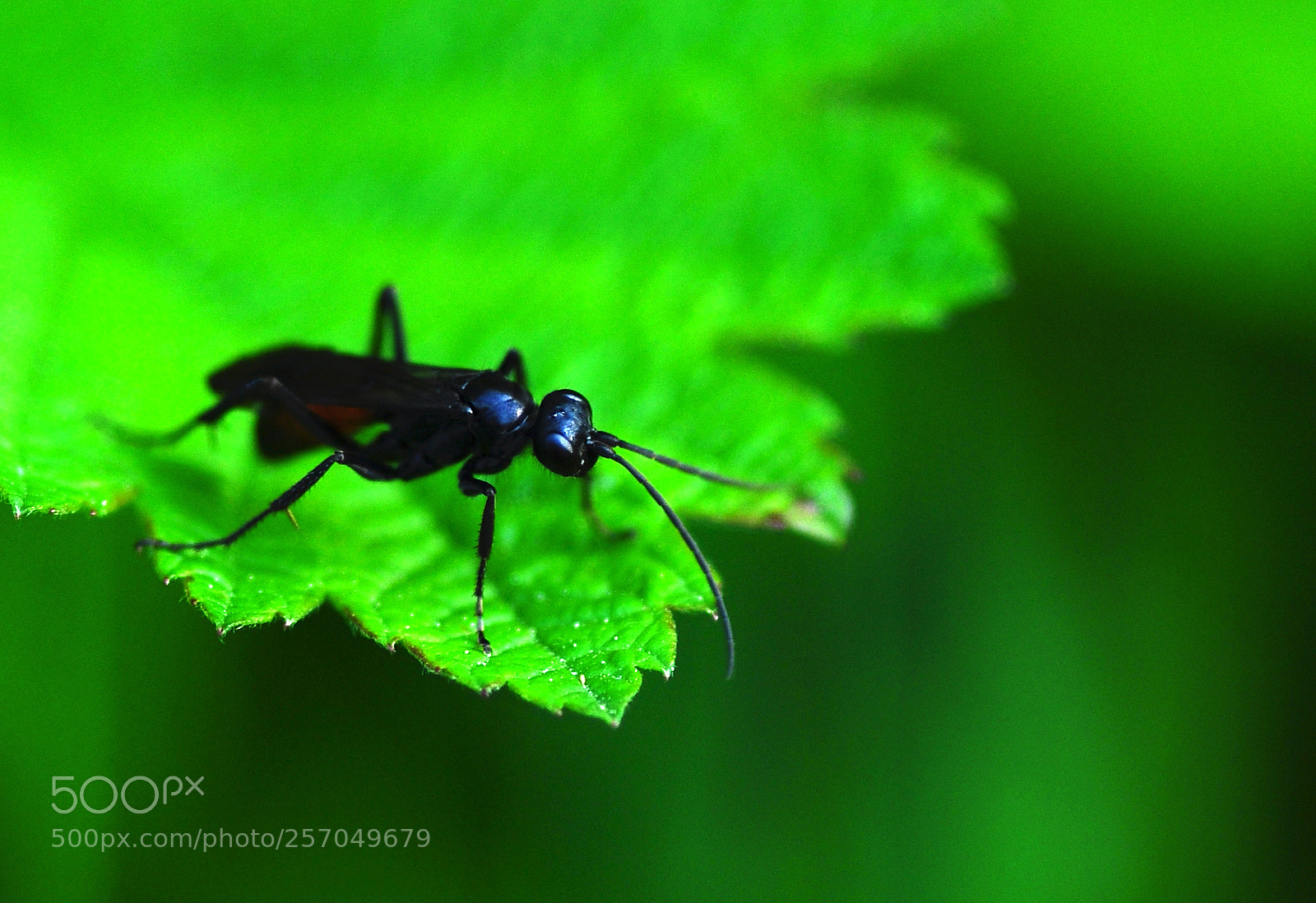 Nikon D90 sample photo. I'm waiting for the photography
