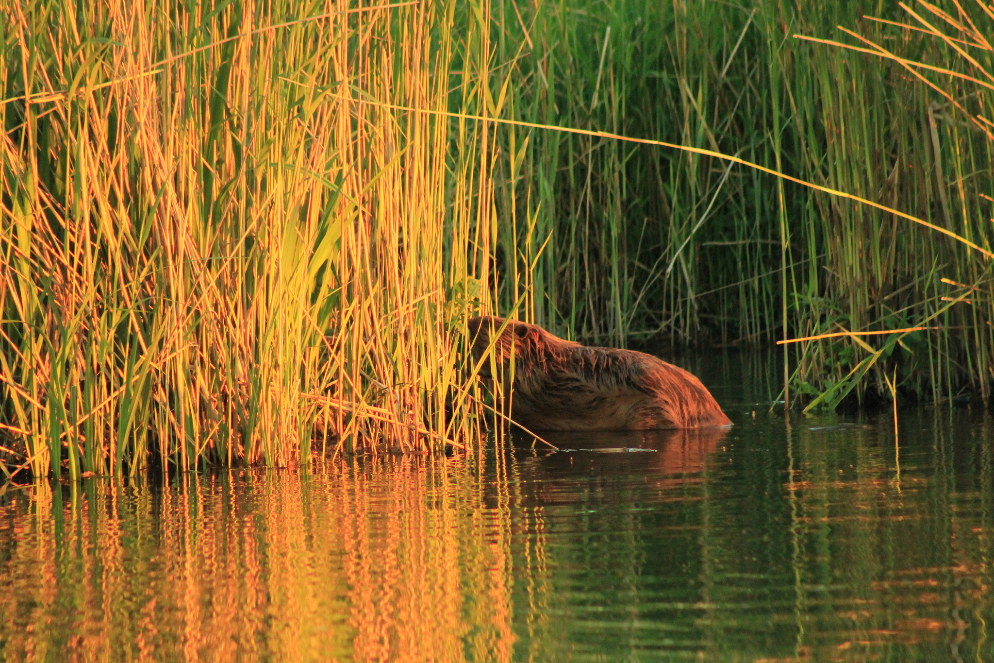 Canon EF 75-300mm f/4-5.6 sample photo. 2 zonsondergang, aan het meertje in de ooypolder, nijmegen; dassenburcht.  sunset, at the lake in... photography